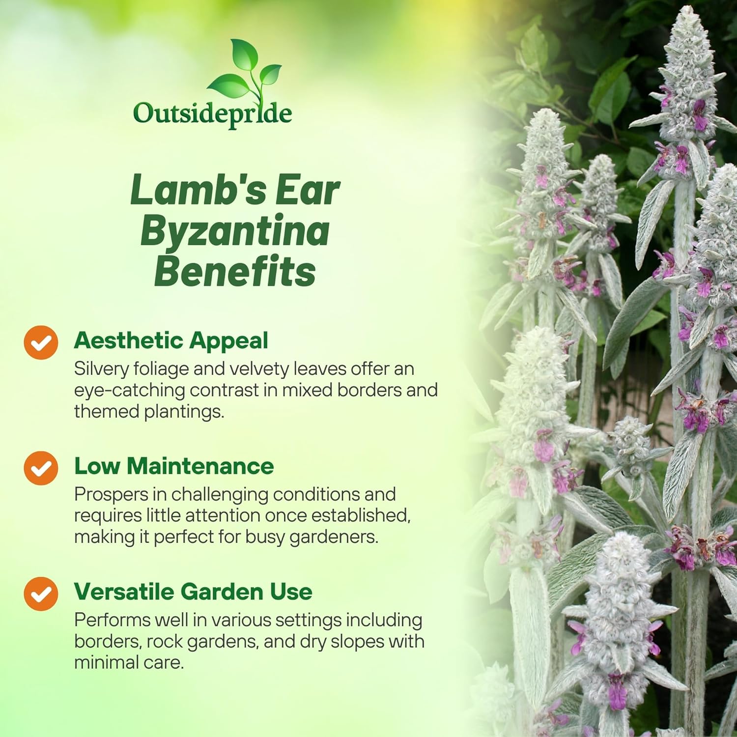 Lamb's Ear Byzantina Ground Cover