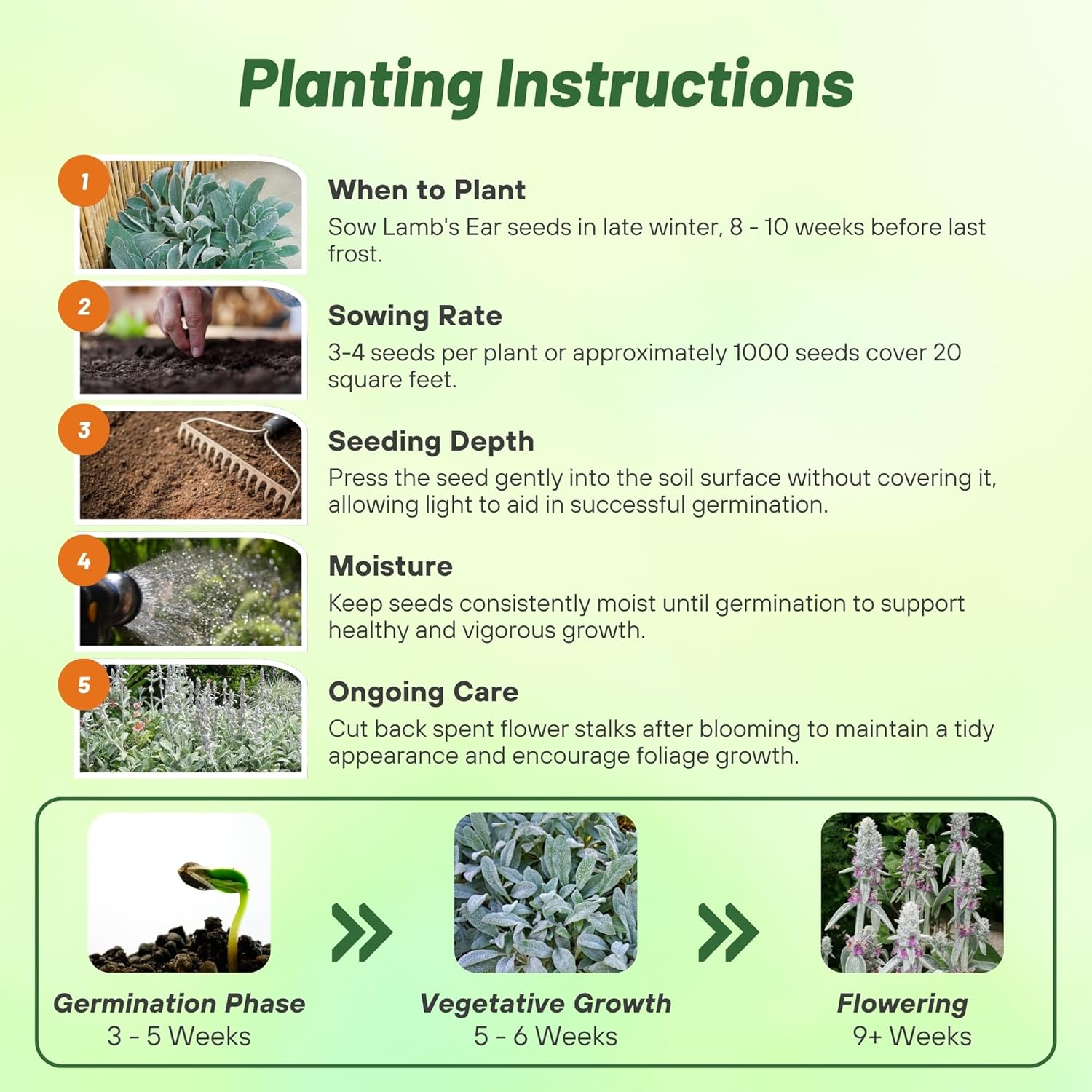 Lamb's Ear Byzantina Planting Directions