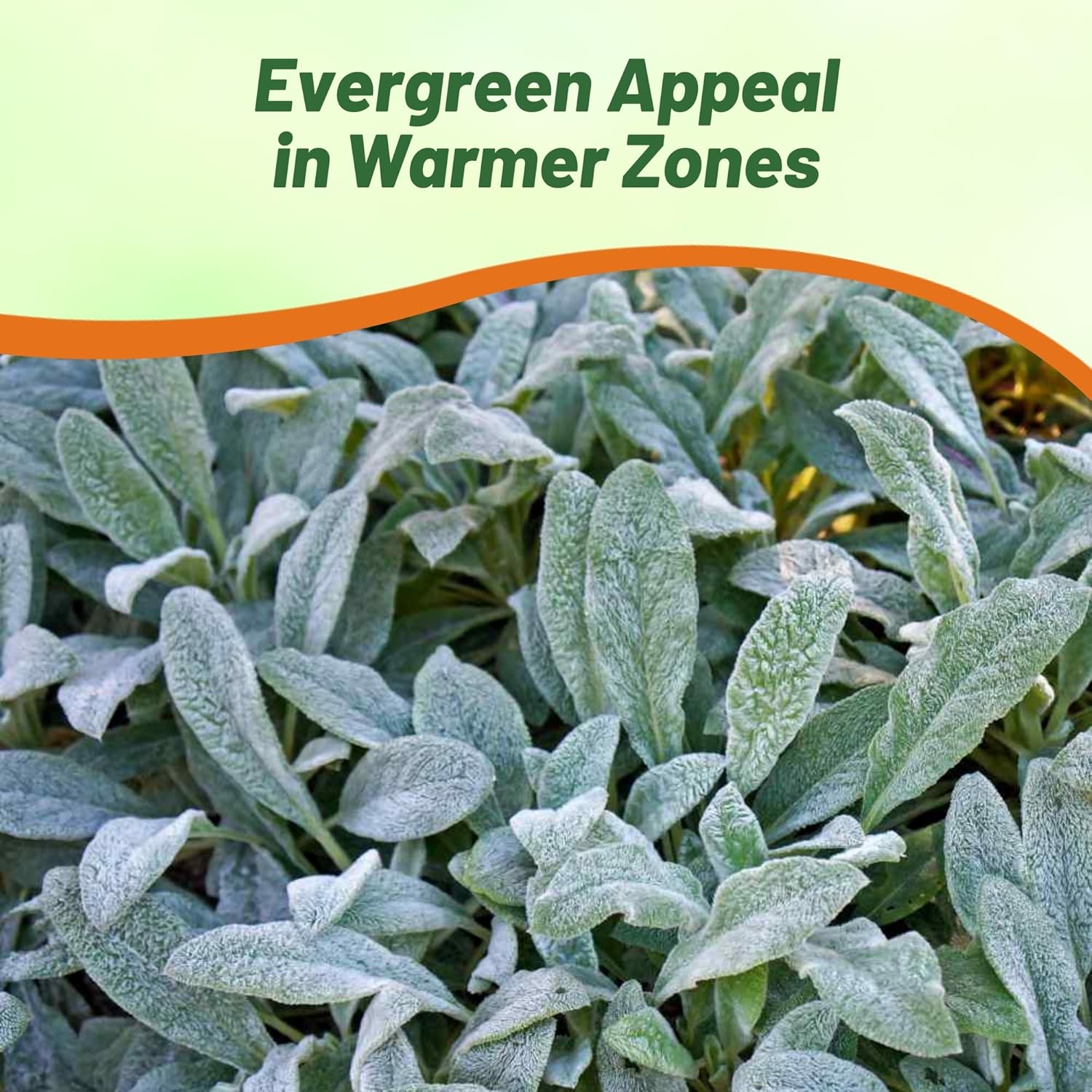 Deer Resistant Lamb's Ear Byzantina