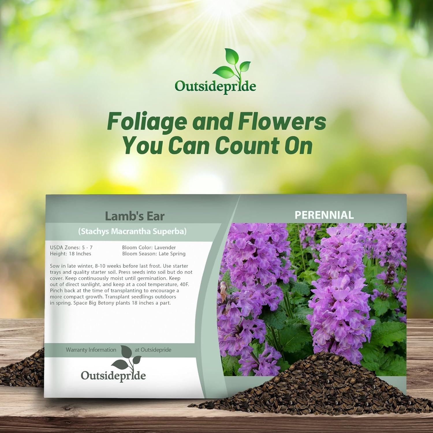 Lamb's Ear Macrantha Seed Packet