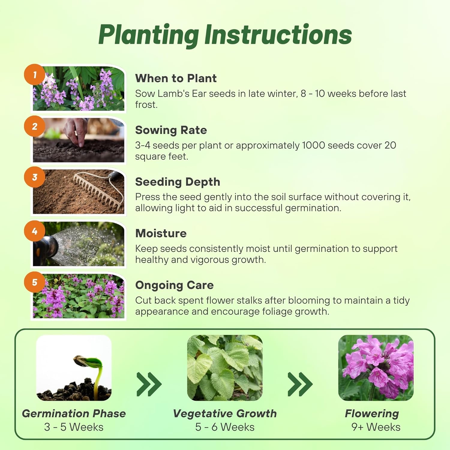 Perennial Lamb's Ear Macrantha Planting Directions