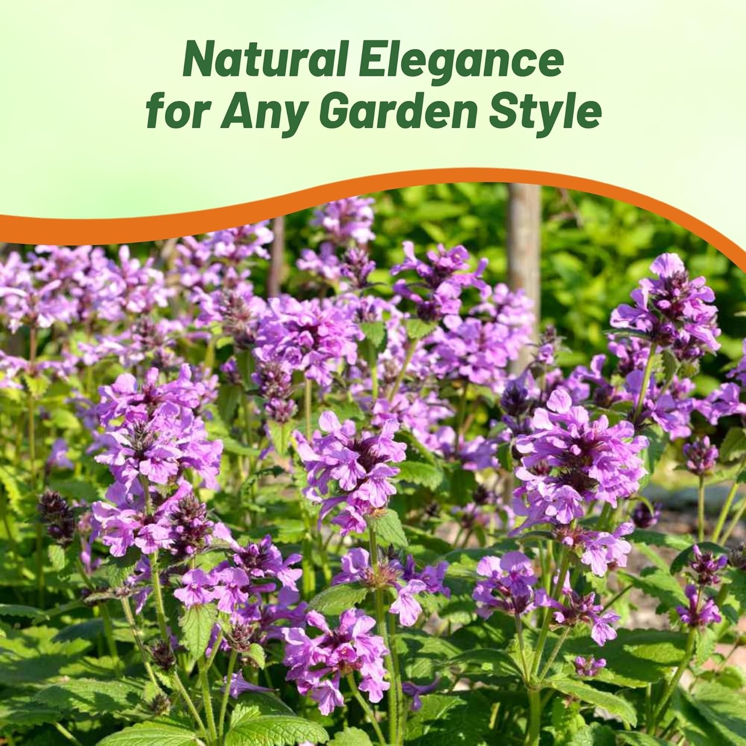 Perennial Big Betony Flower Garden
