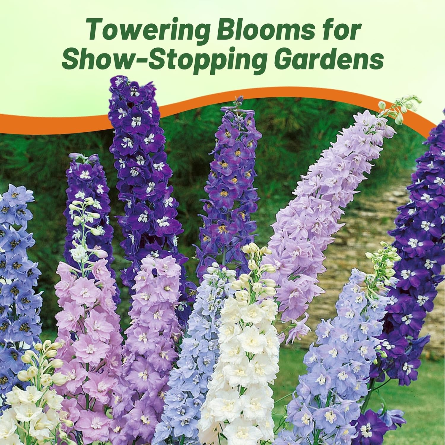 Delphinium Magic Fountains Crystal Flower Garden