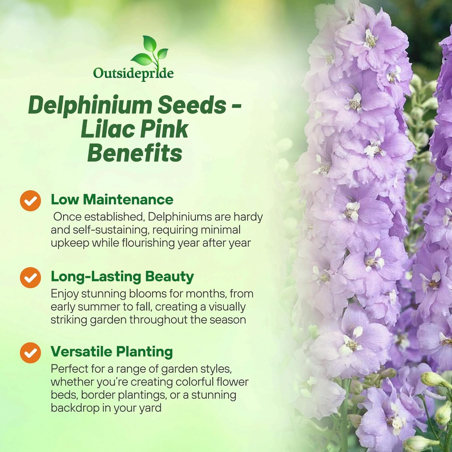Larkspur Lilac Pink White Bee