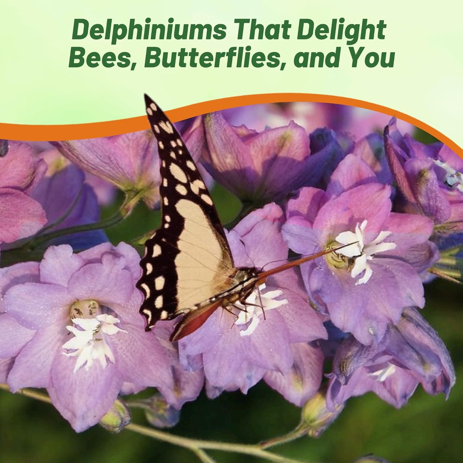 Larkspur Lilac Pink White Bee Tall Flowers