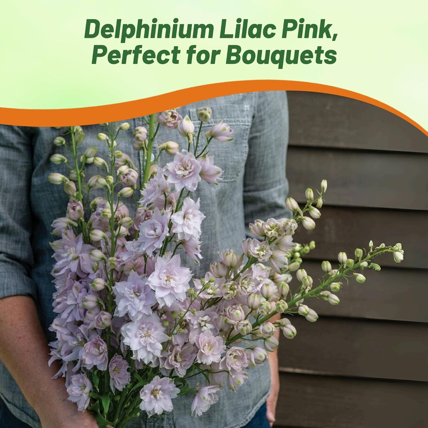 Delphinium Lilac Pink White Bee