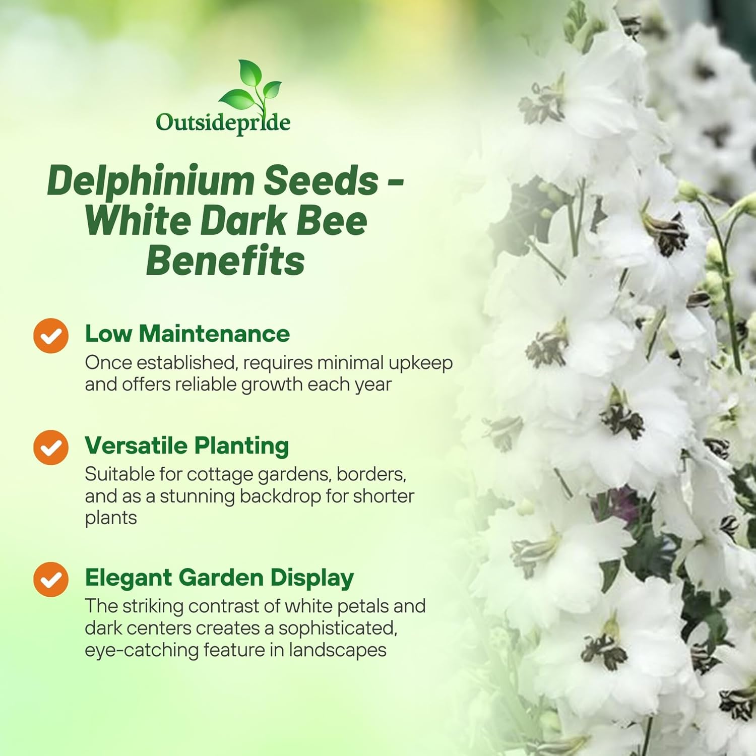 Delphinium Magic Fountains White Dark Bee Flowers