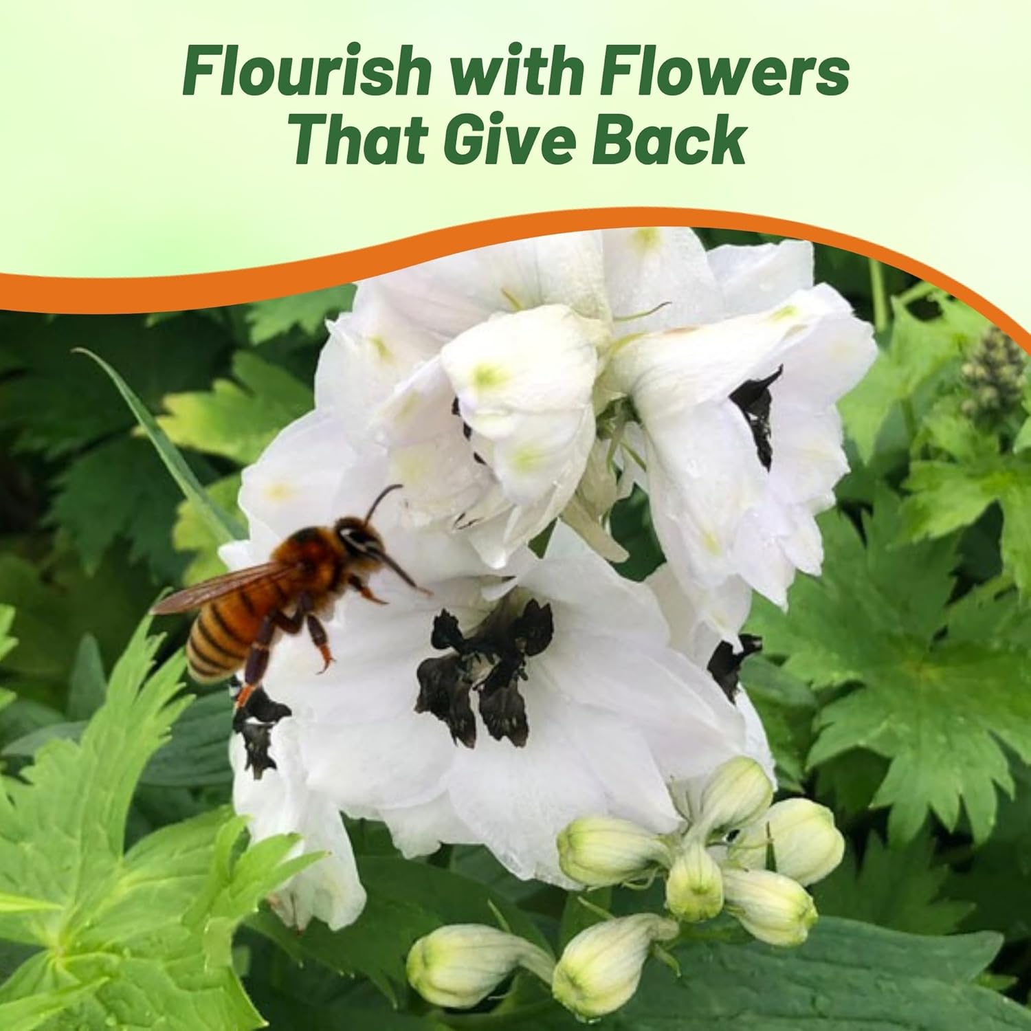 Delphinium White Dark Bee