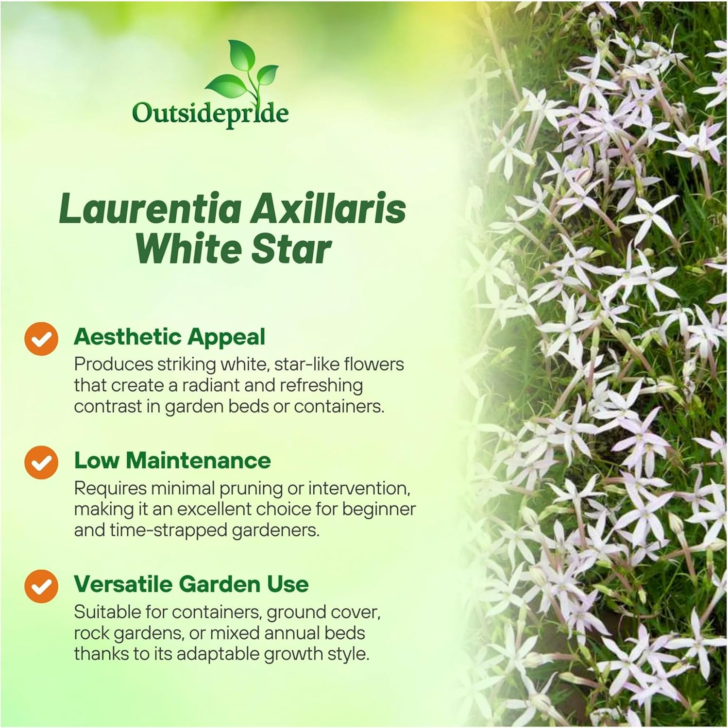 Laurentia White Star Garden Flowers