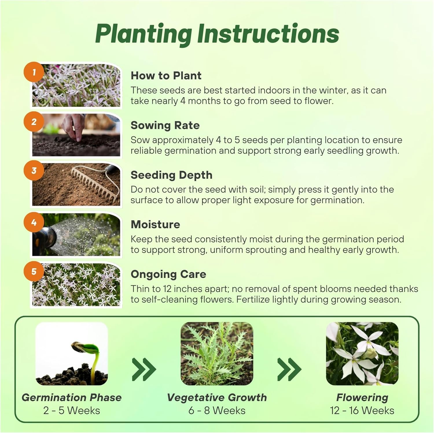Laurentia White Star Flower Seed Planting Directions