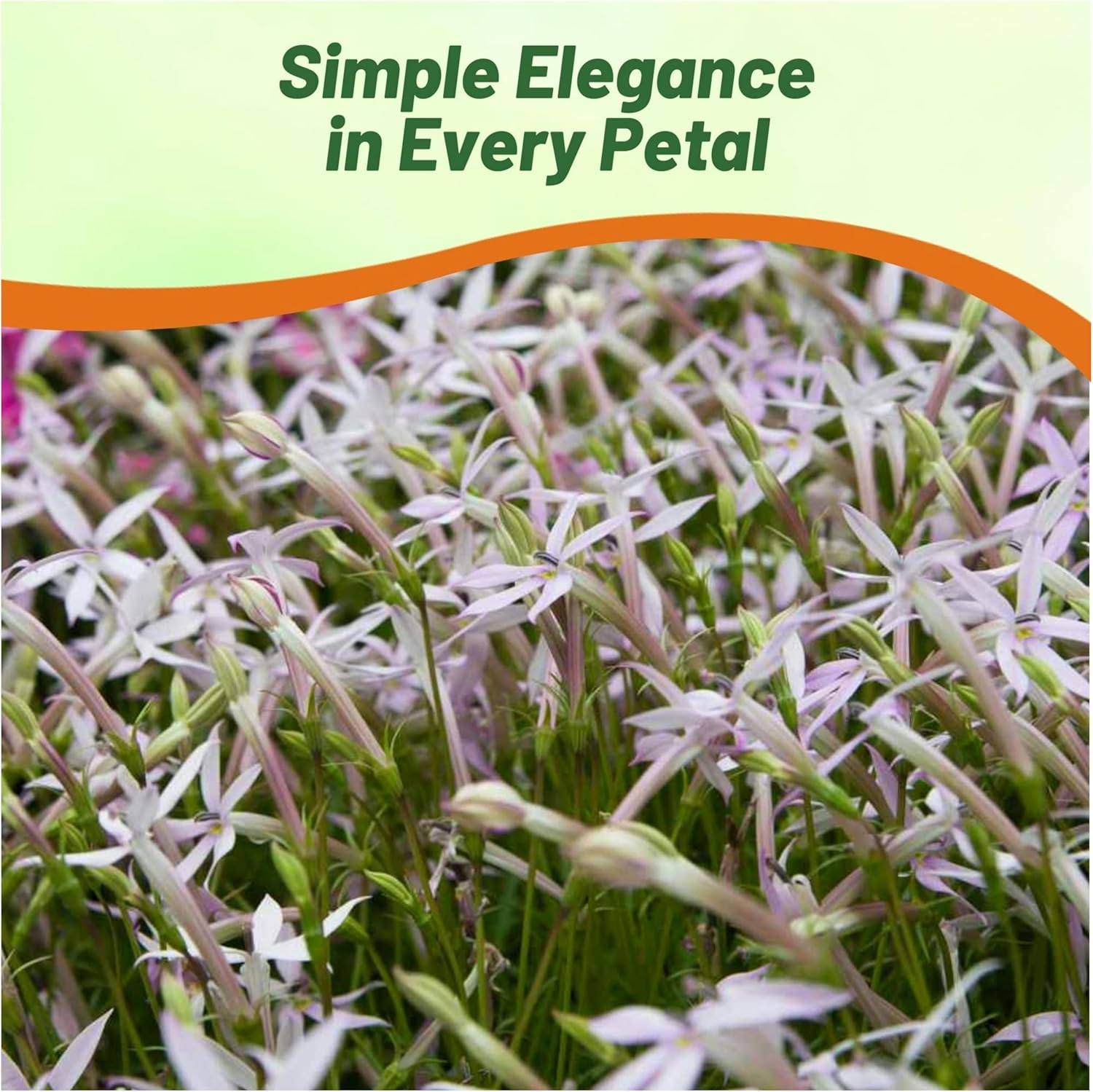 Laurentia White Star Compact Plants
