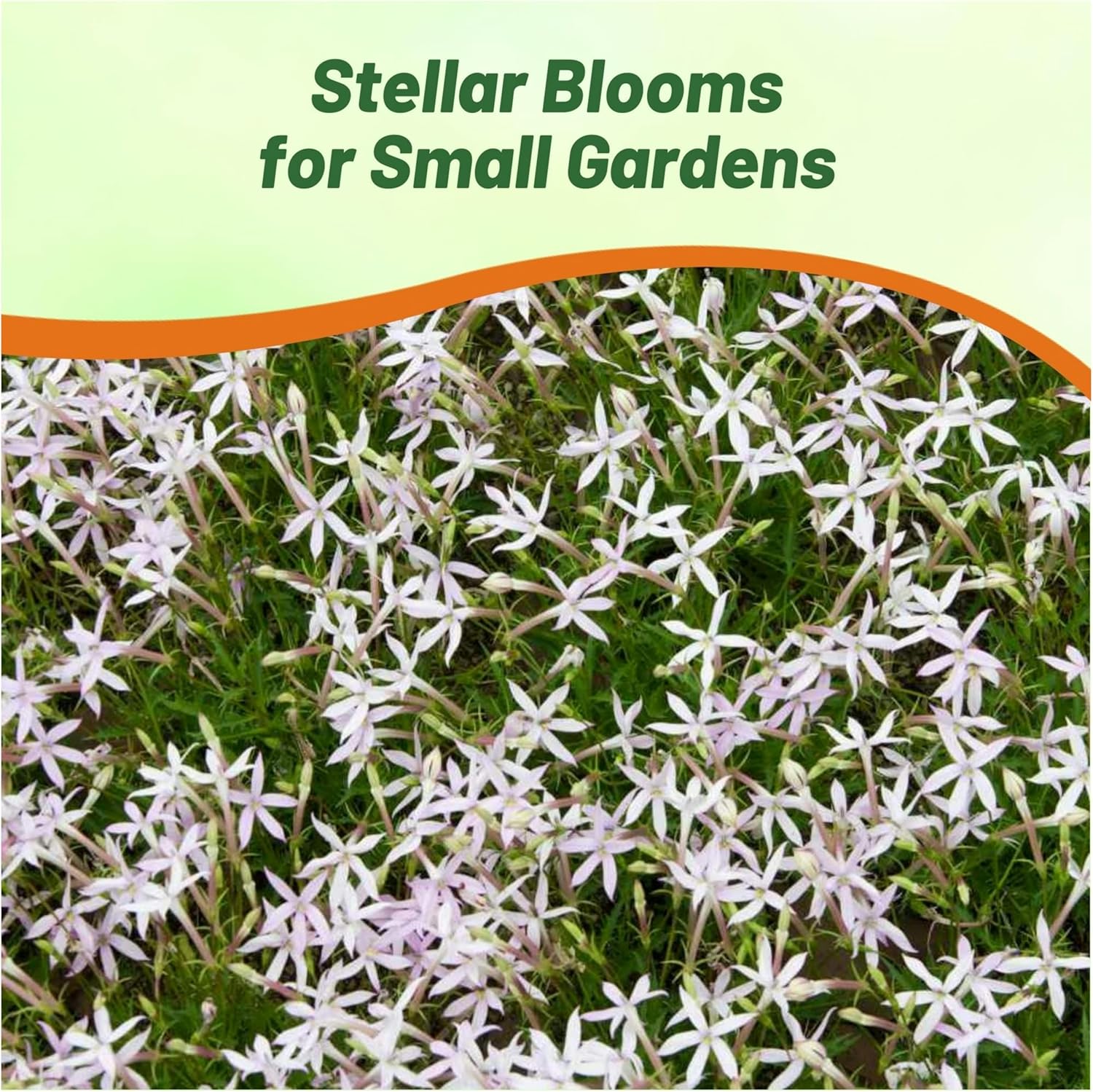 Laurentia White Star Edging Plants
