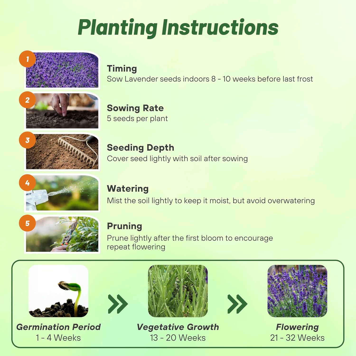 Lavendar Hidcote Planting Directions