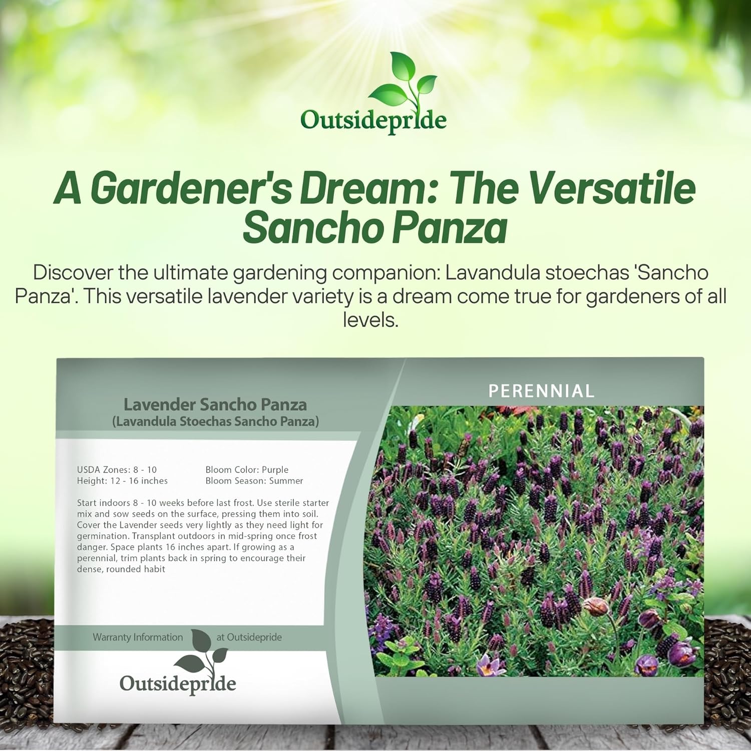 Lavender Sancho Panza Herb Seed Packet