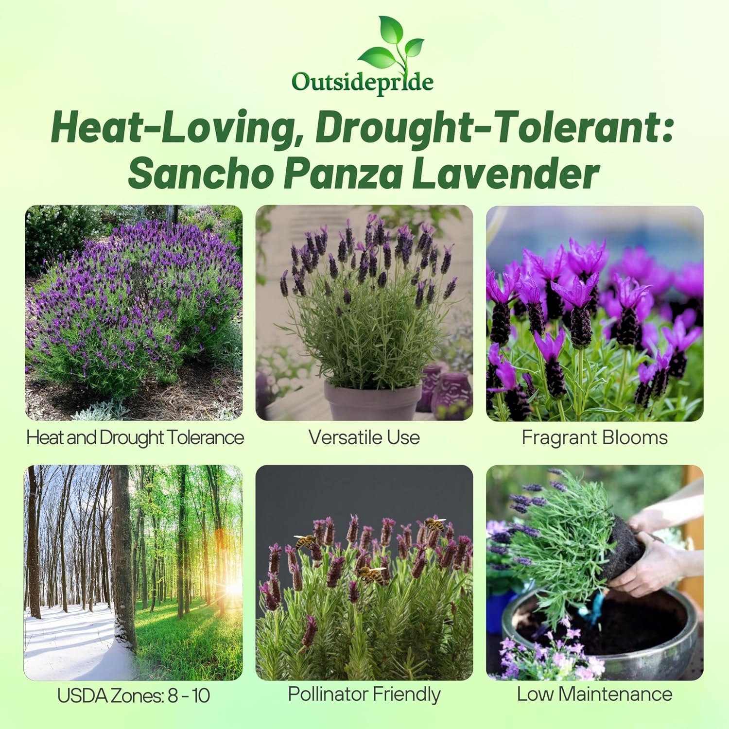Lavender Sancho Panza Herb Planting Directions