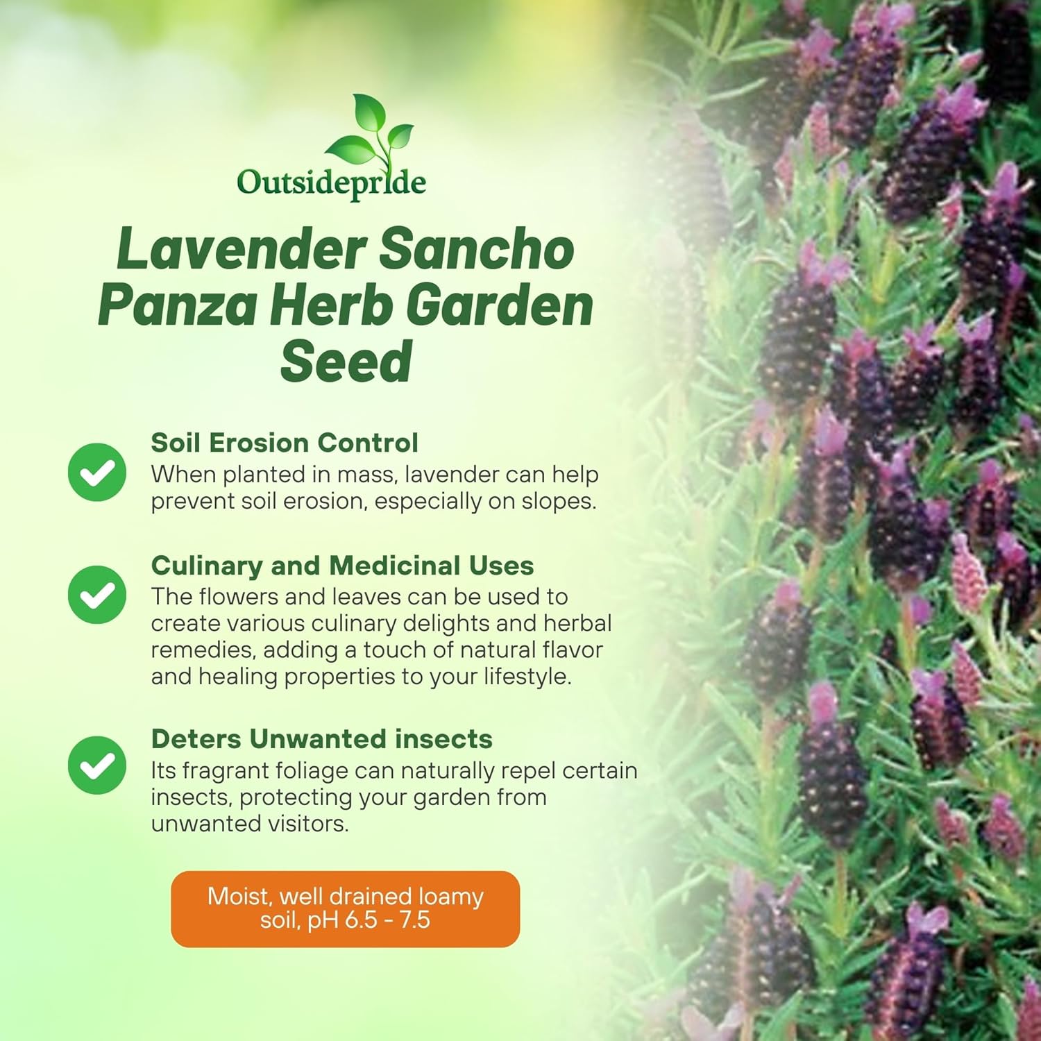 Lavender Sancho Panza Herb Plants
