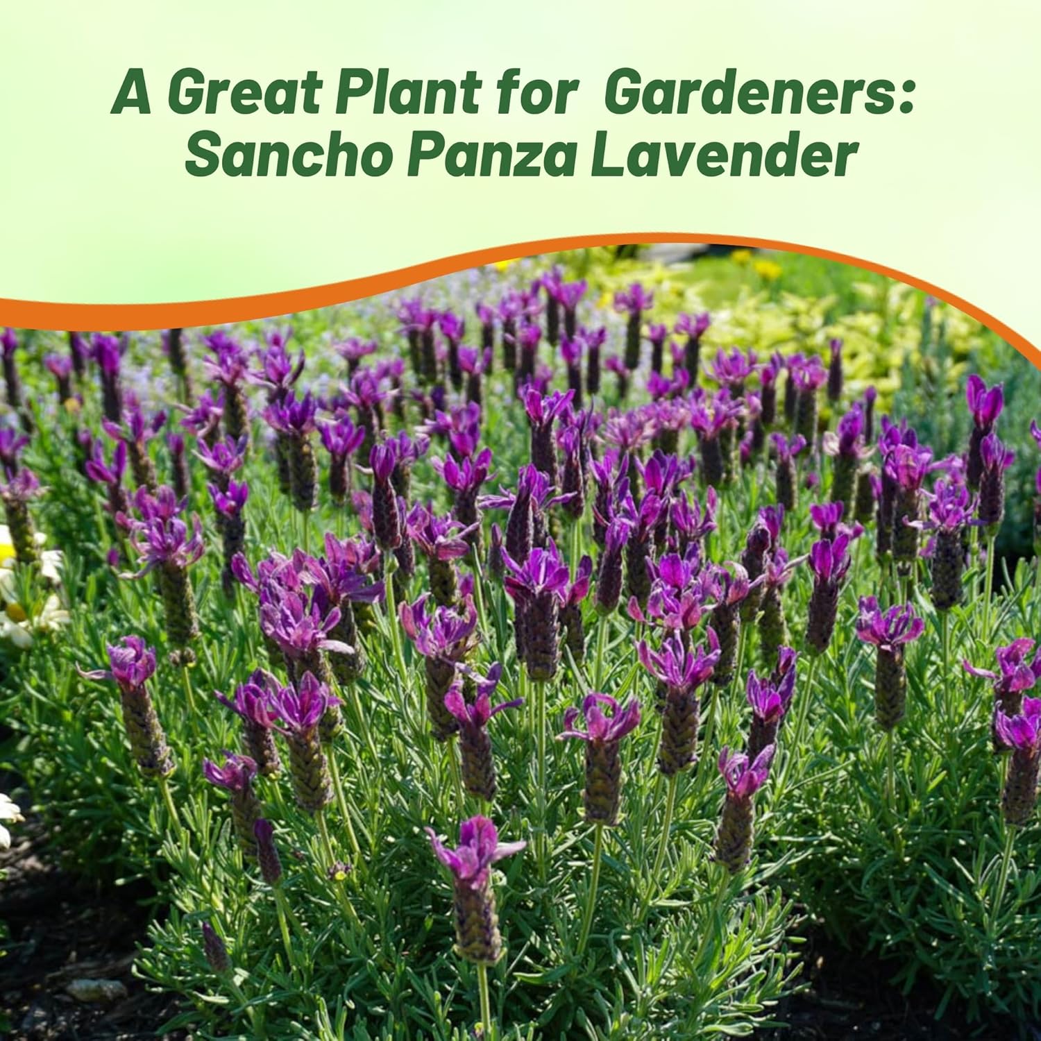 Lavender Sancho Panza Herb Garden Flowers