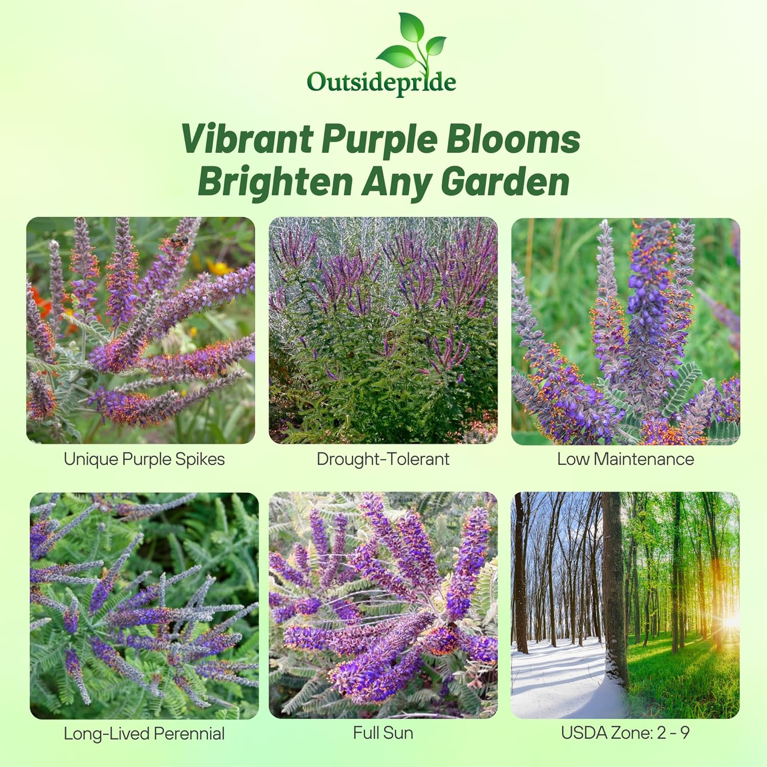 Amorpha Canescens Flowers