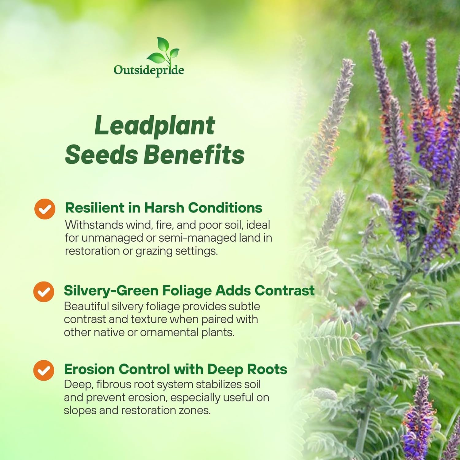 Leadplant Shrub-like Perennial