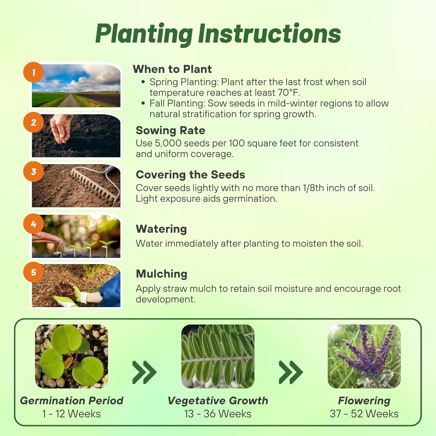 Leadplant Flower Seed Planting Directions