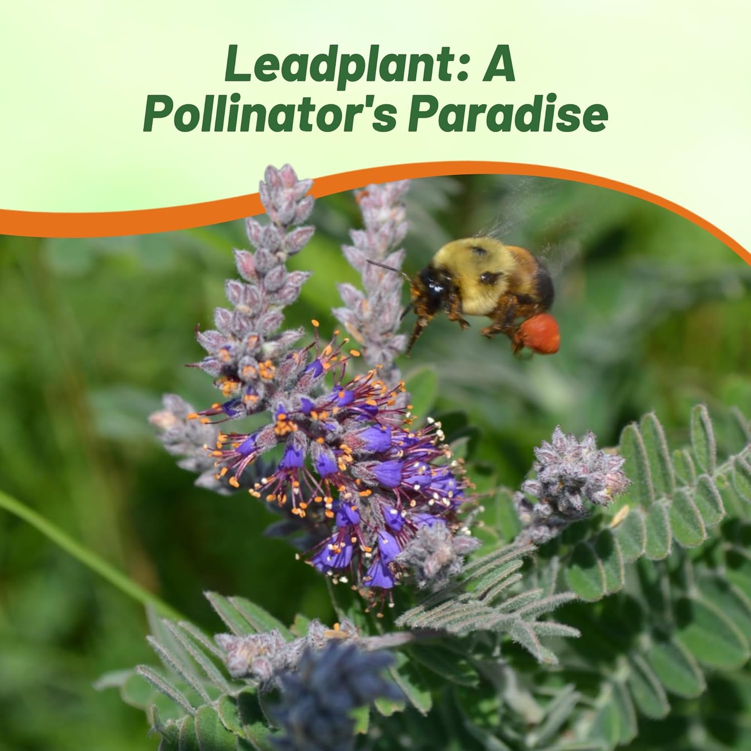 Leadplant Prairie Restoration and Wildlife