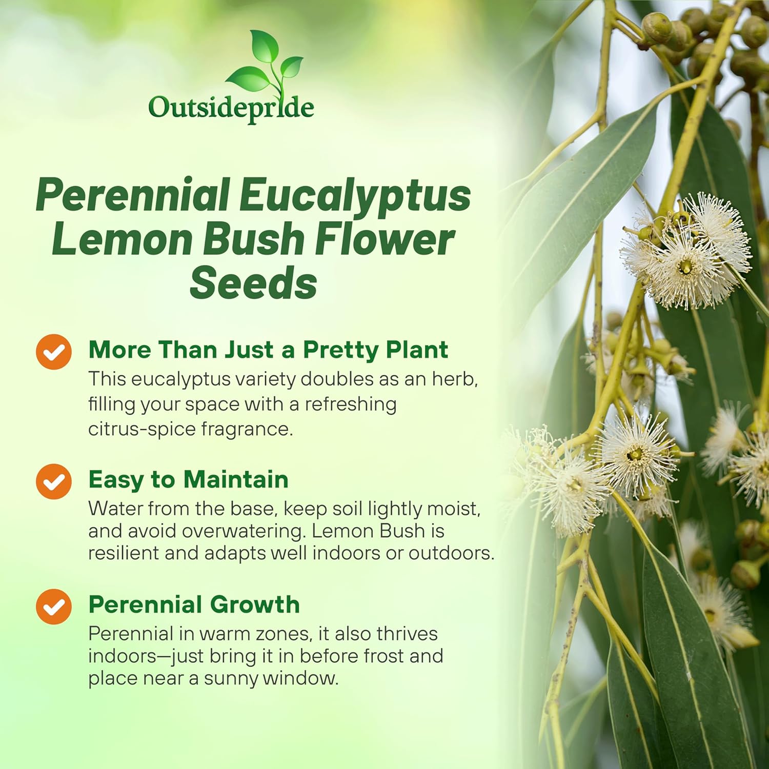 Eucalyptus Lemon Bush Herbs