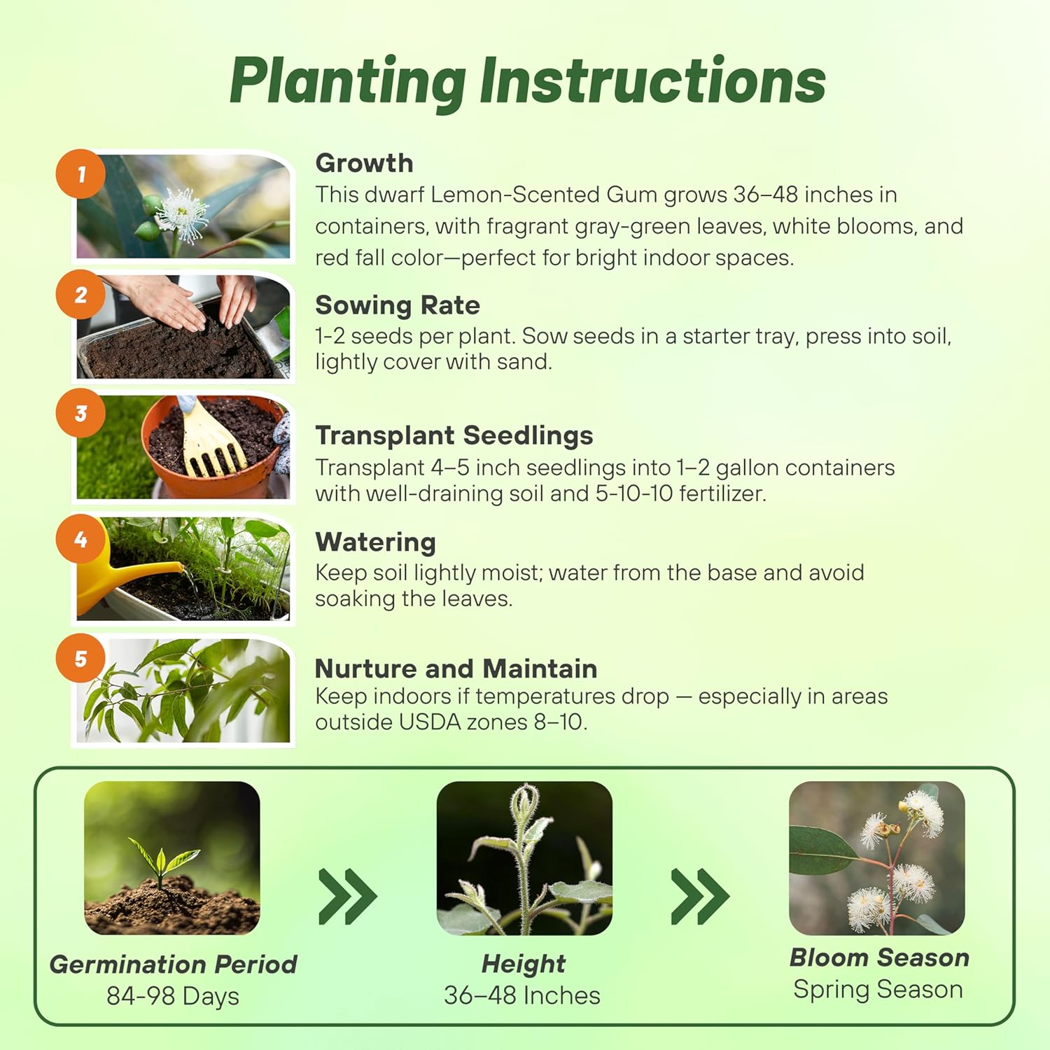 Eucalyptus Lemon Bush Flower Seed Planting Directions