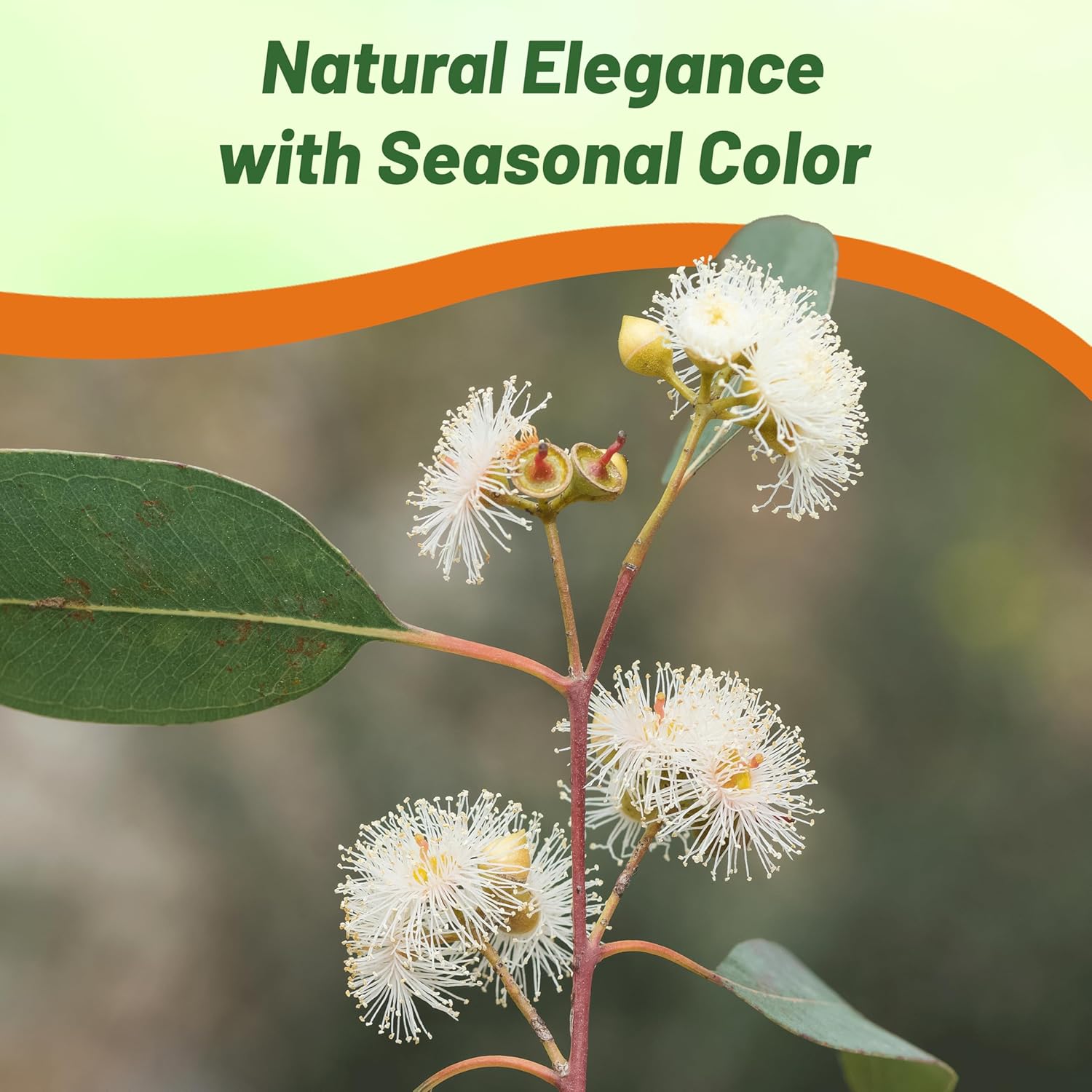 Eucalyptus Lemon Bush Container Plant
