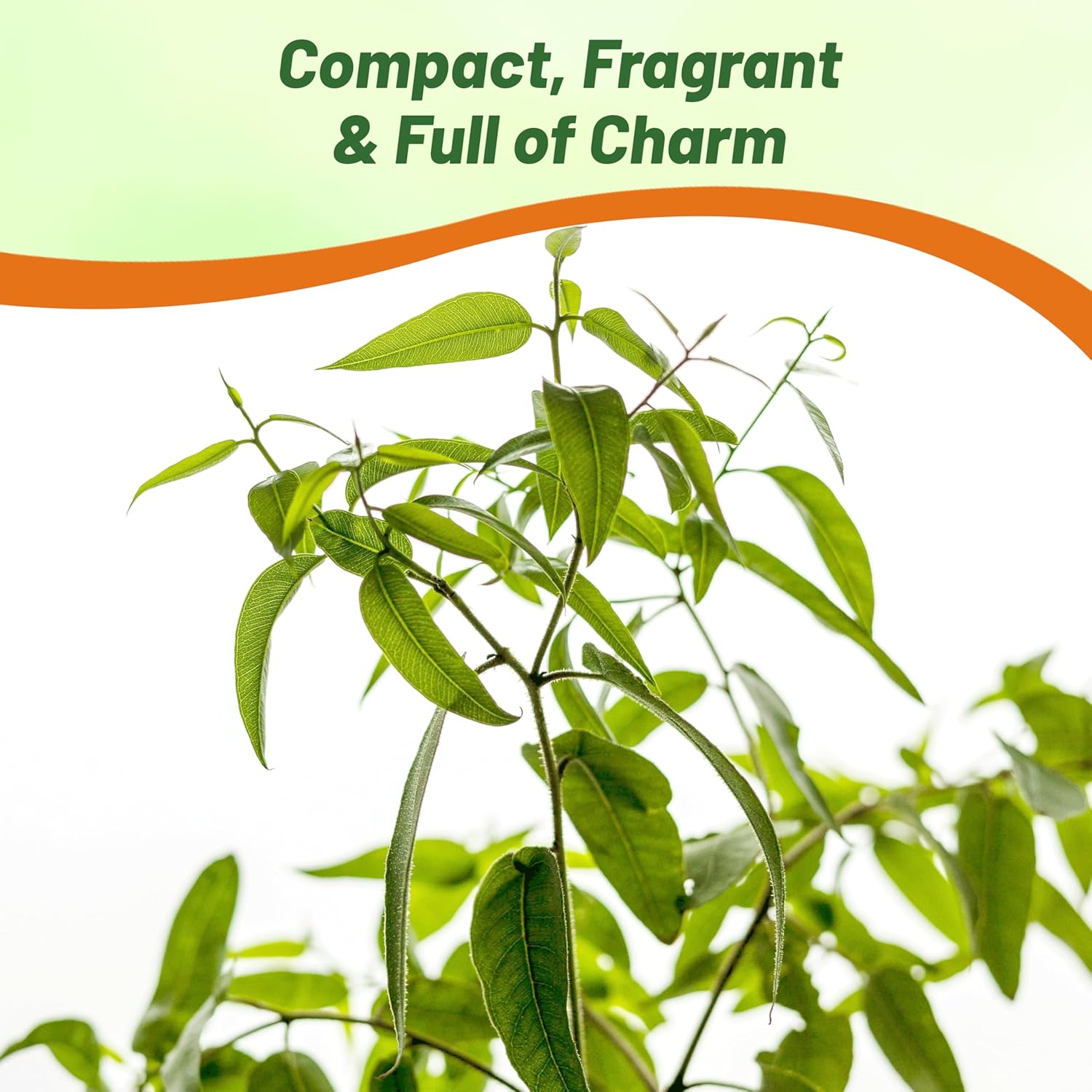 Fragrant Eucalyptus Lemon Bush Scent