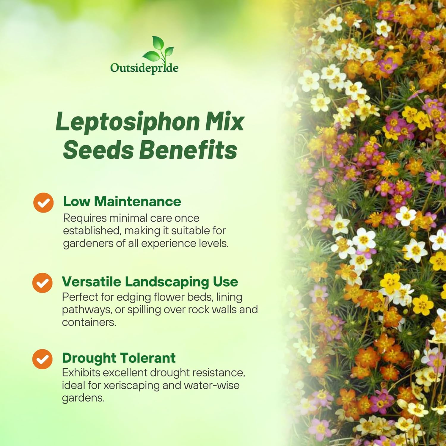 Leptosiphon Dainty Flower Seed Mix