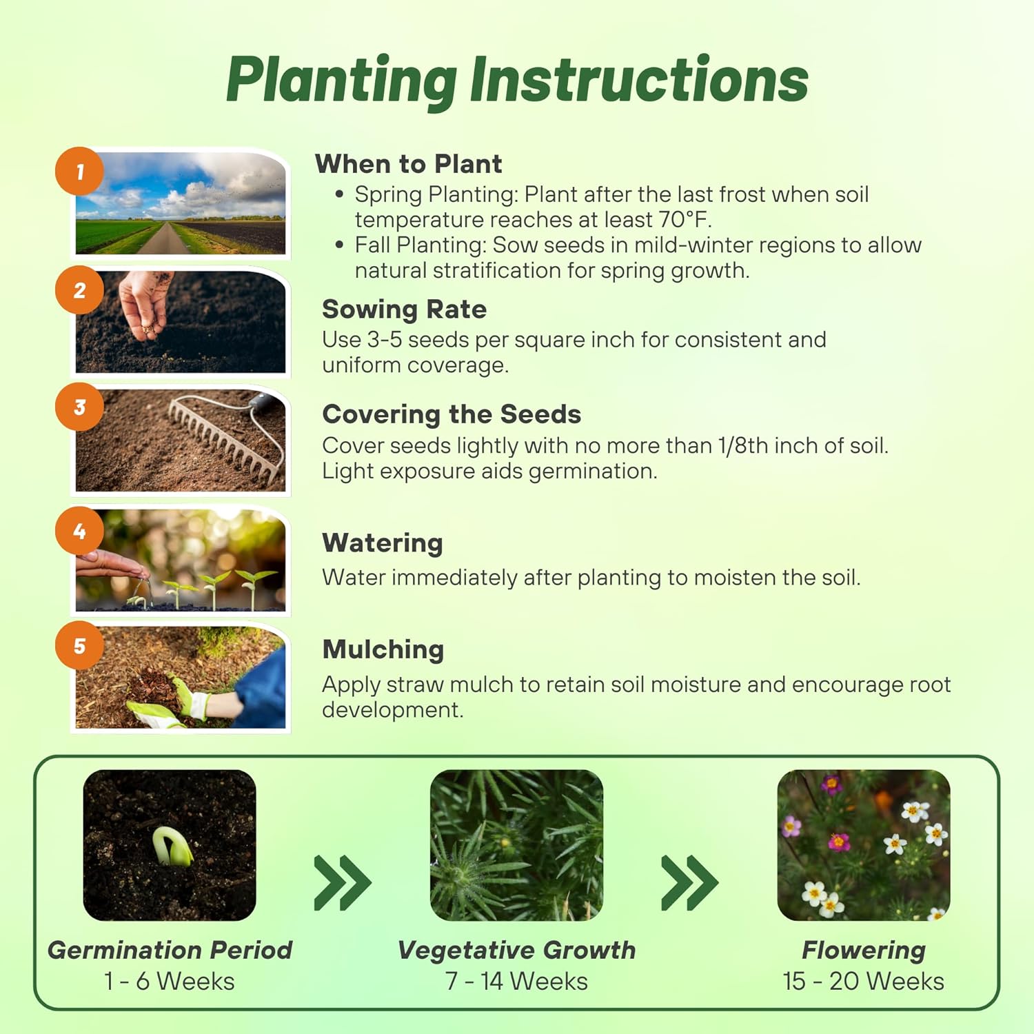 Leptosiphon Flower Seed Planting Directions