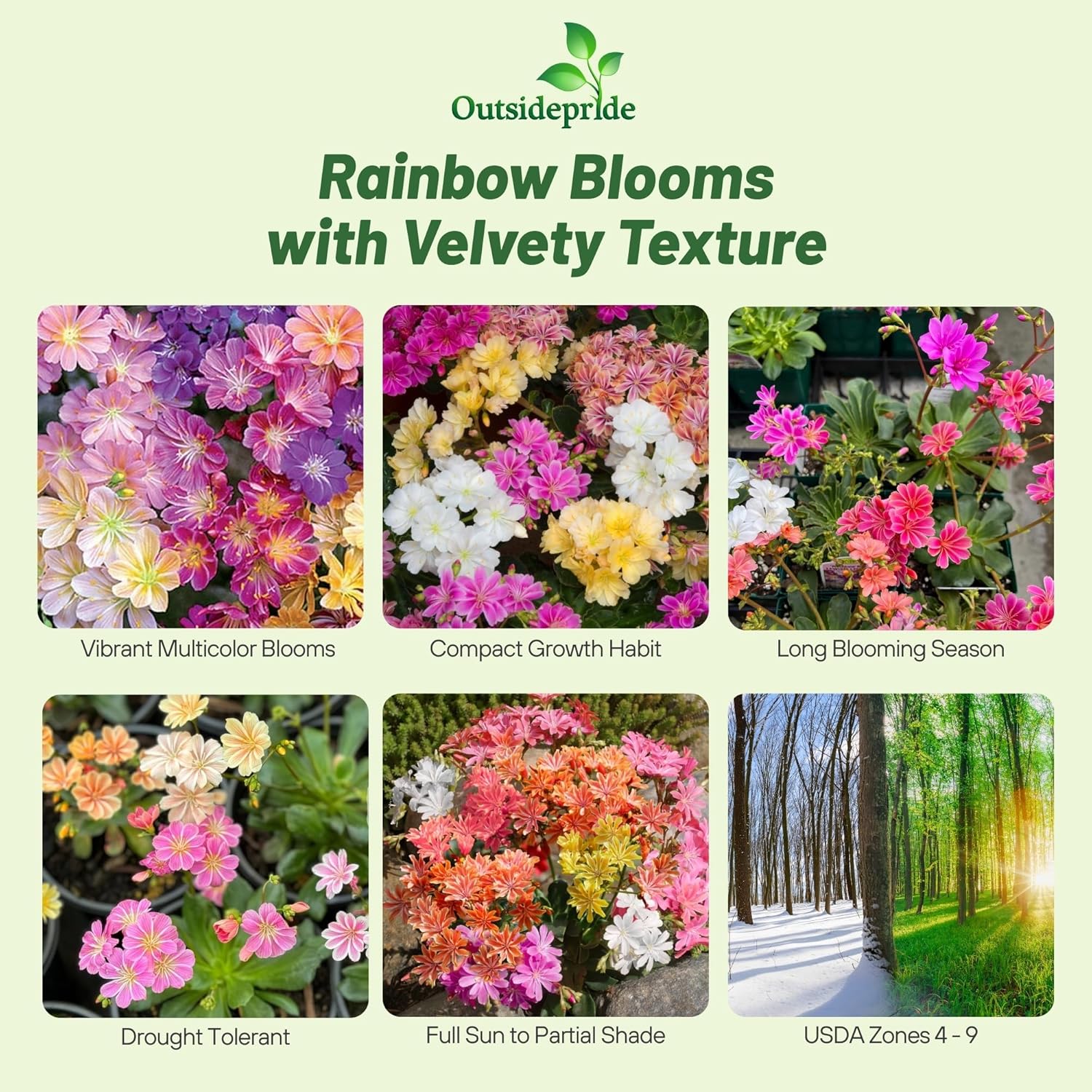 Lewisia Cotyledon Rainbow Flower Mix
