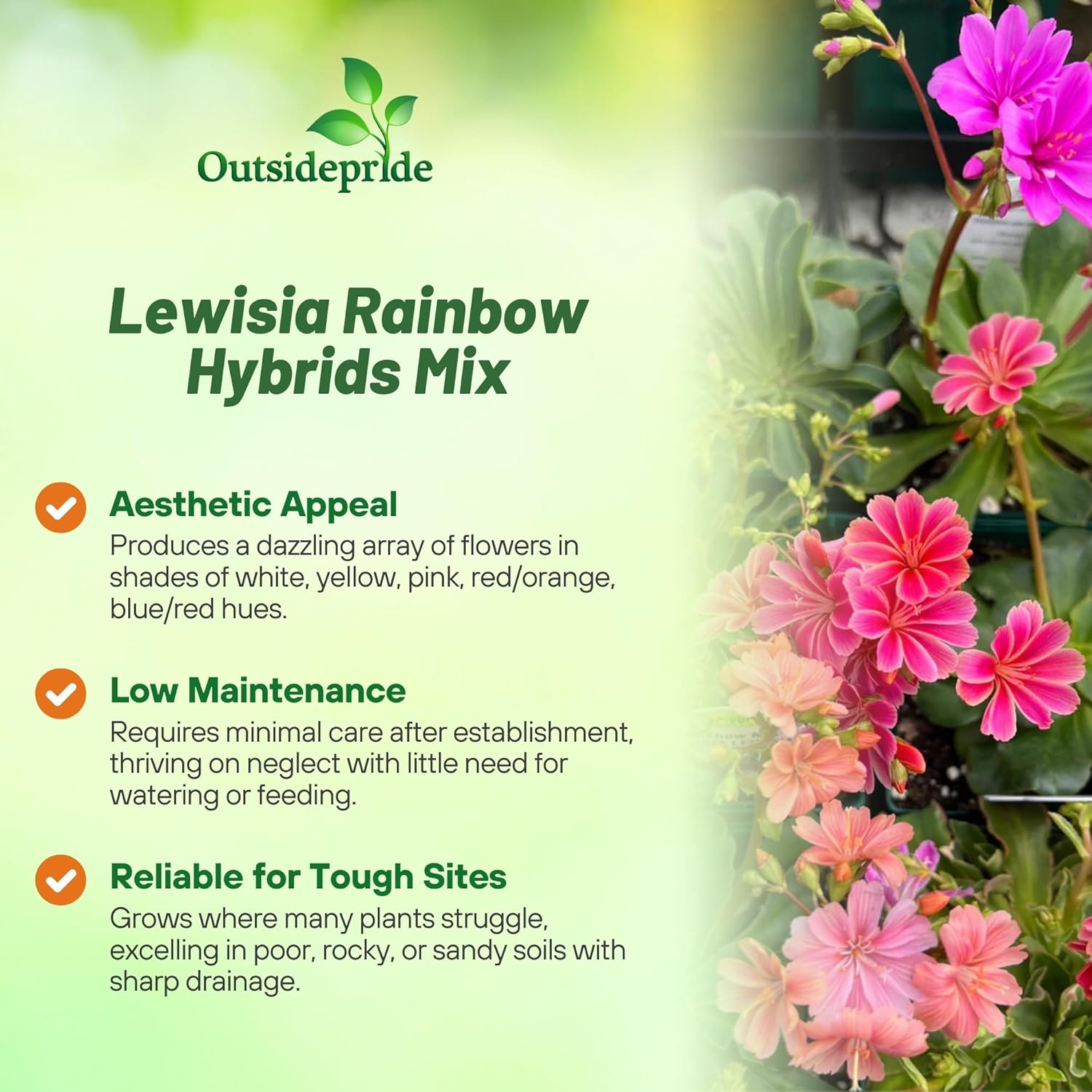Lewisia Rainbow Flower Seed Mix