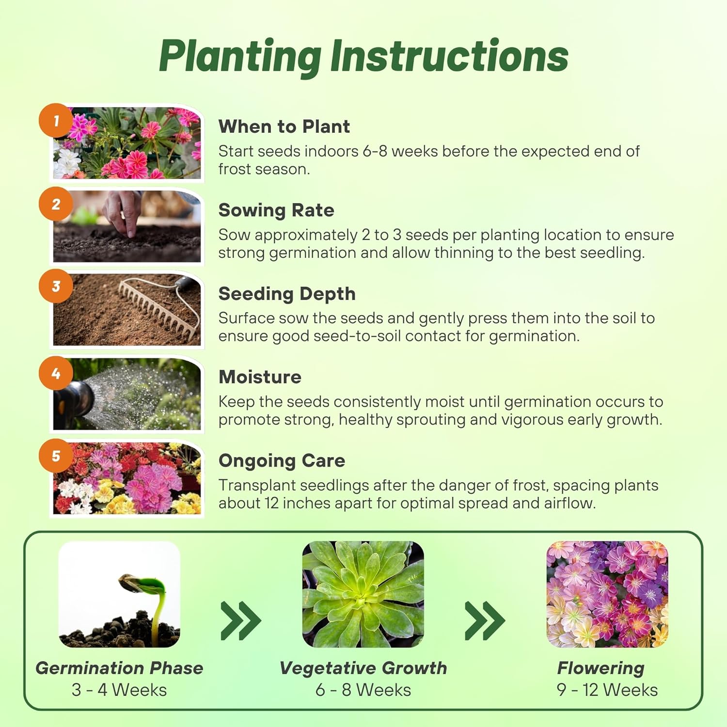 Lewisia Rainbow Flower Seed Planting Directions