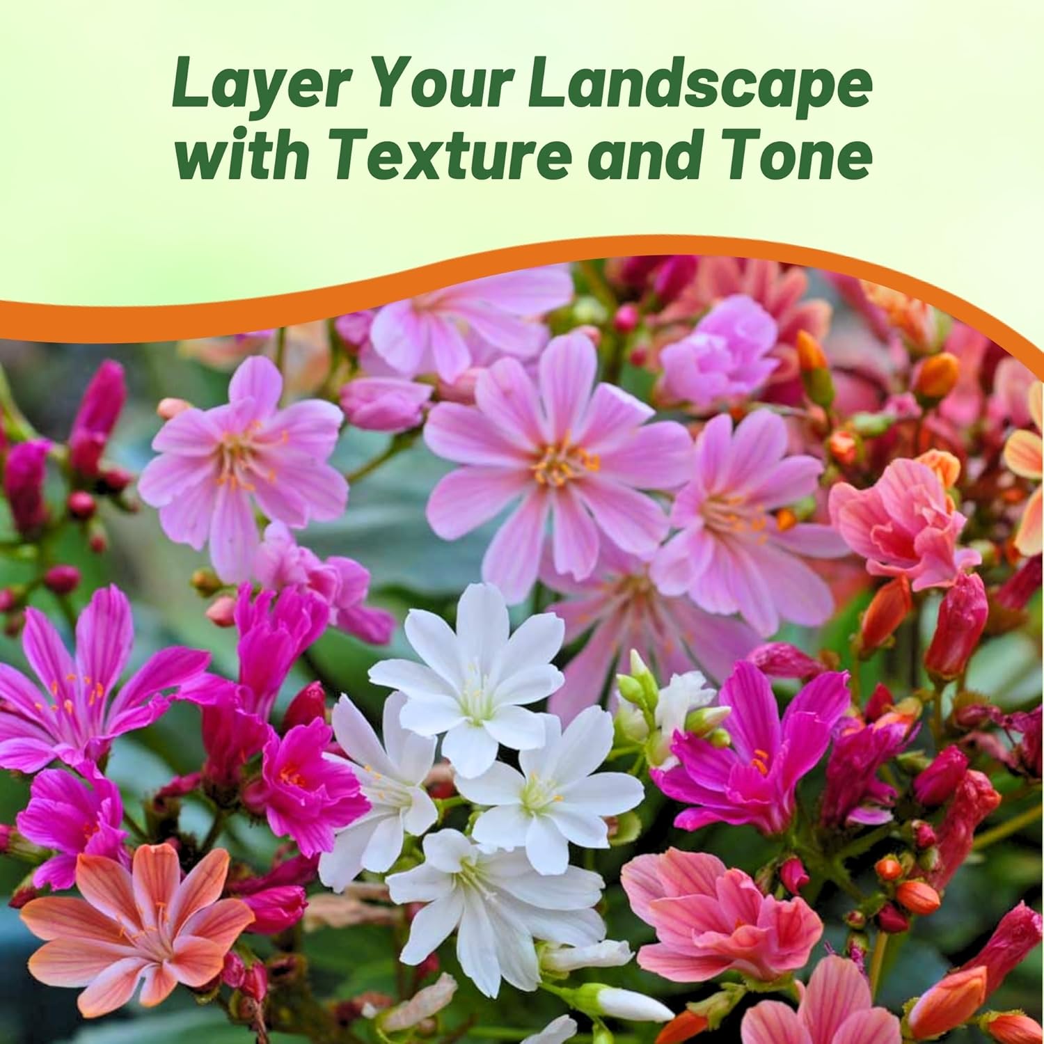 Lewisia Rainbow Cut Flower Mix