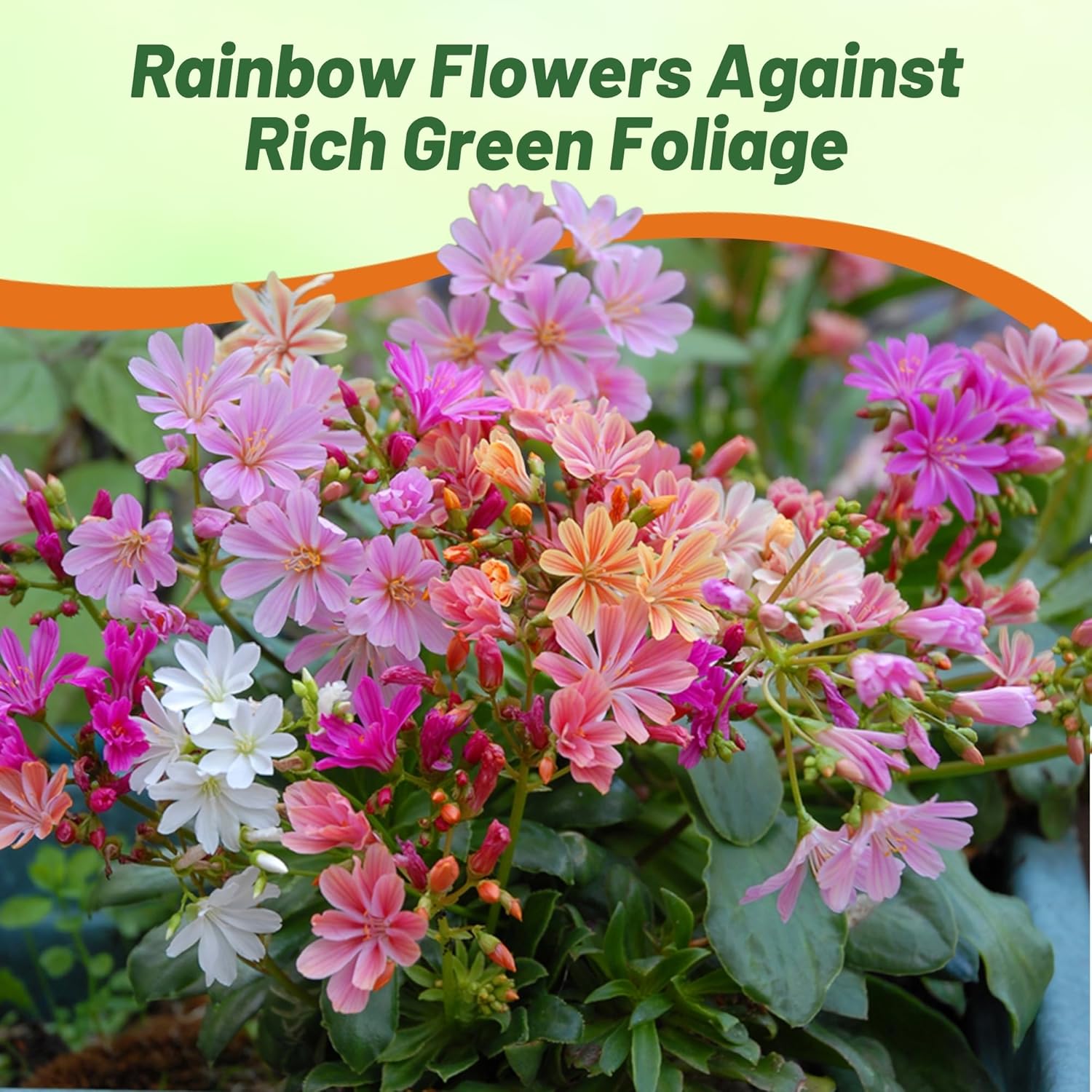 Drought Tolerant Perennial Lewisia Rainbow