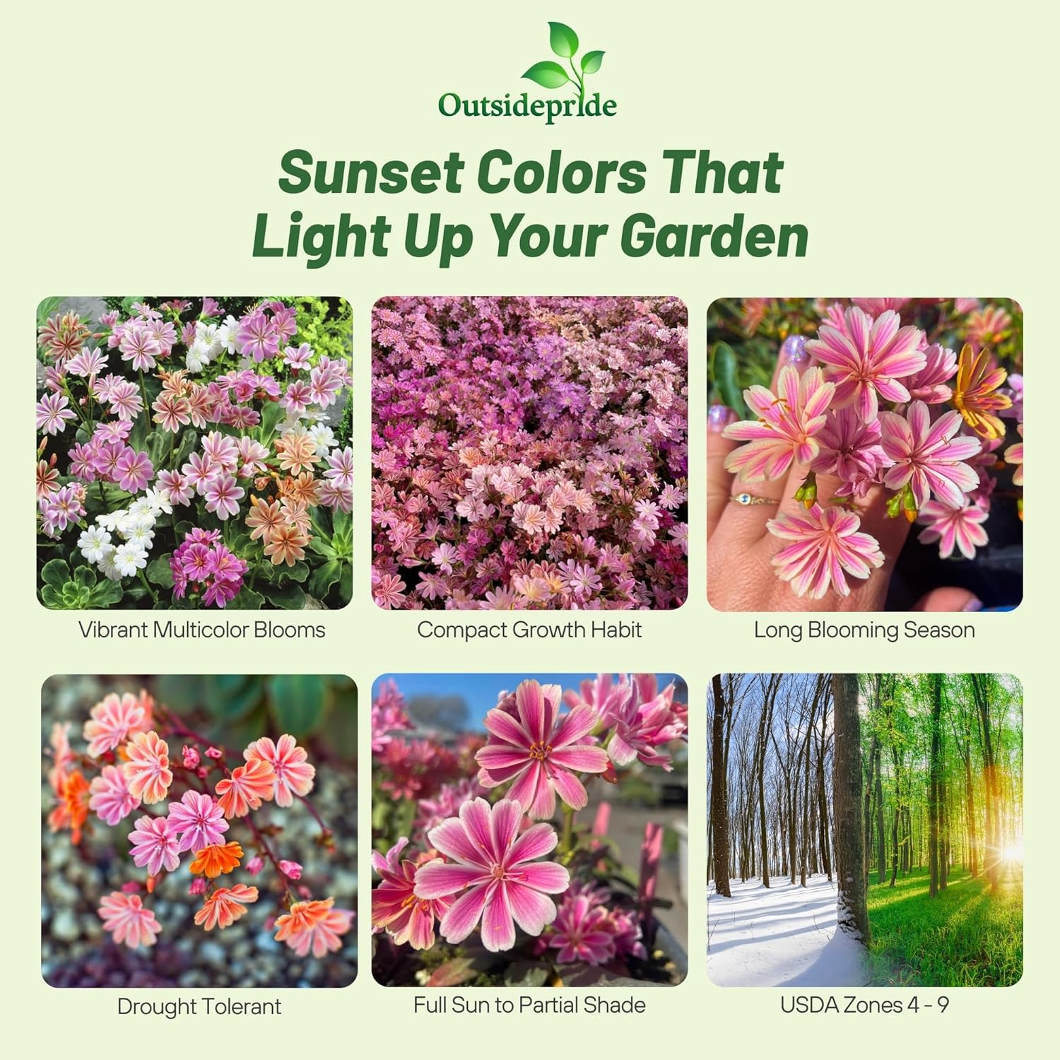 Lewisia Cotyledon Sunset Strain Flower Mix
