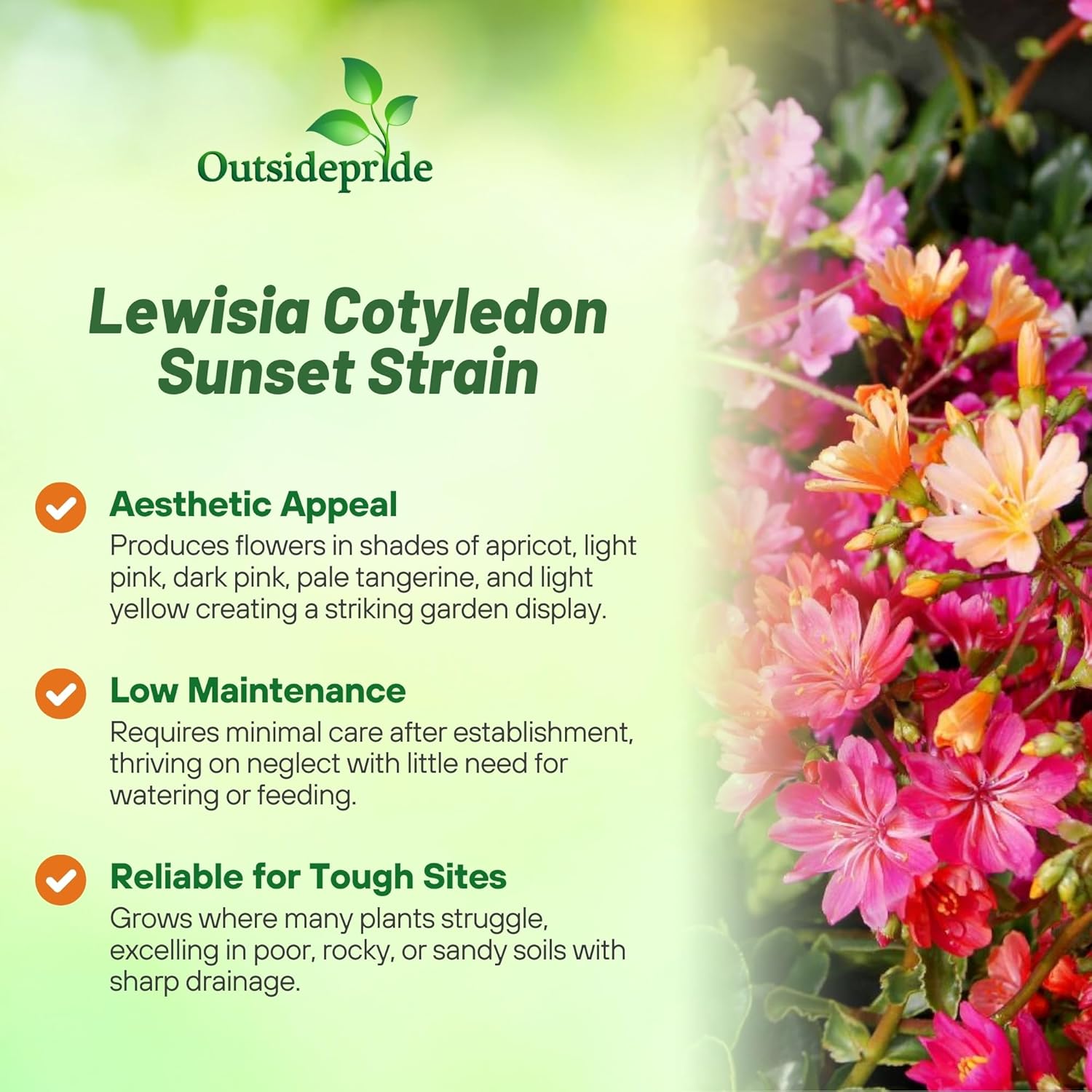 Lewisia Sunset Flower Seed Mix