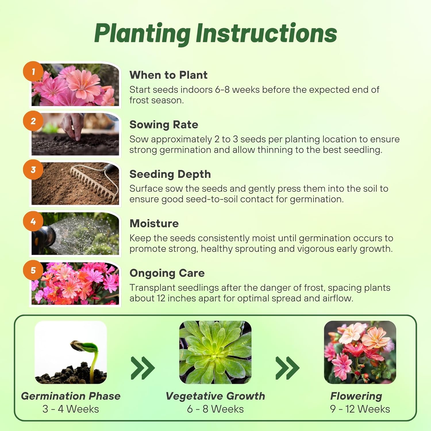 Lewisia Sunset Flower Seed Planting Directions