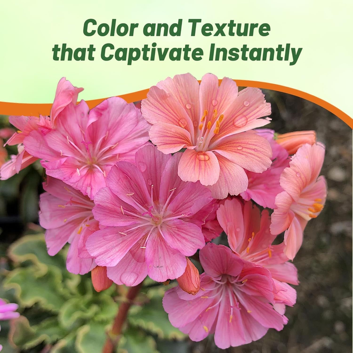 Lewisia Sunset Cut Flower Mix