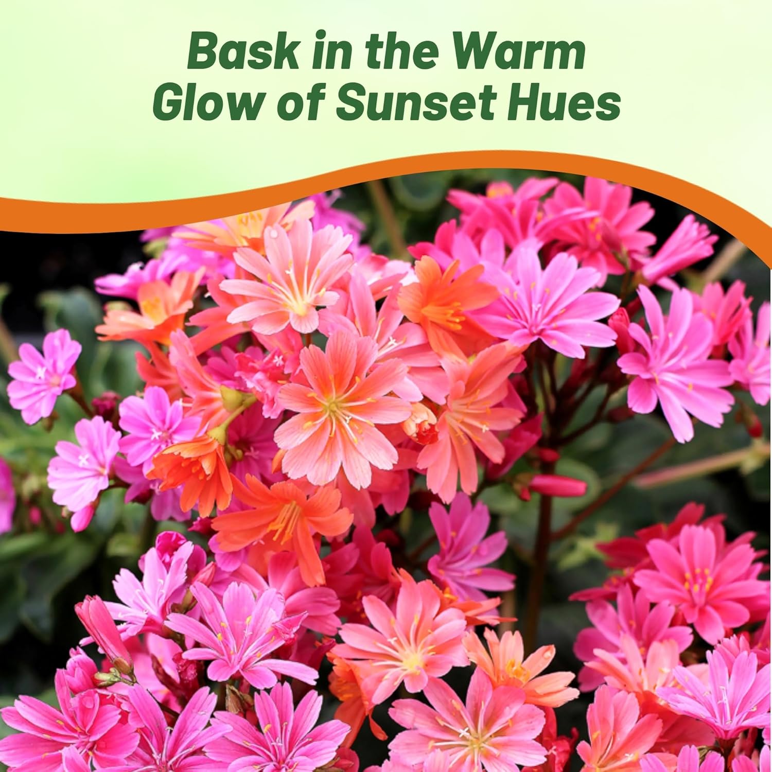 Drought Tolerant Perennial Lewisia Sunset