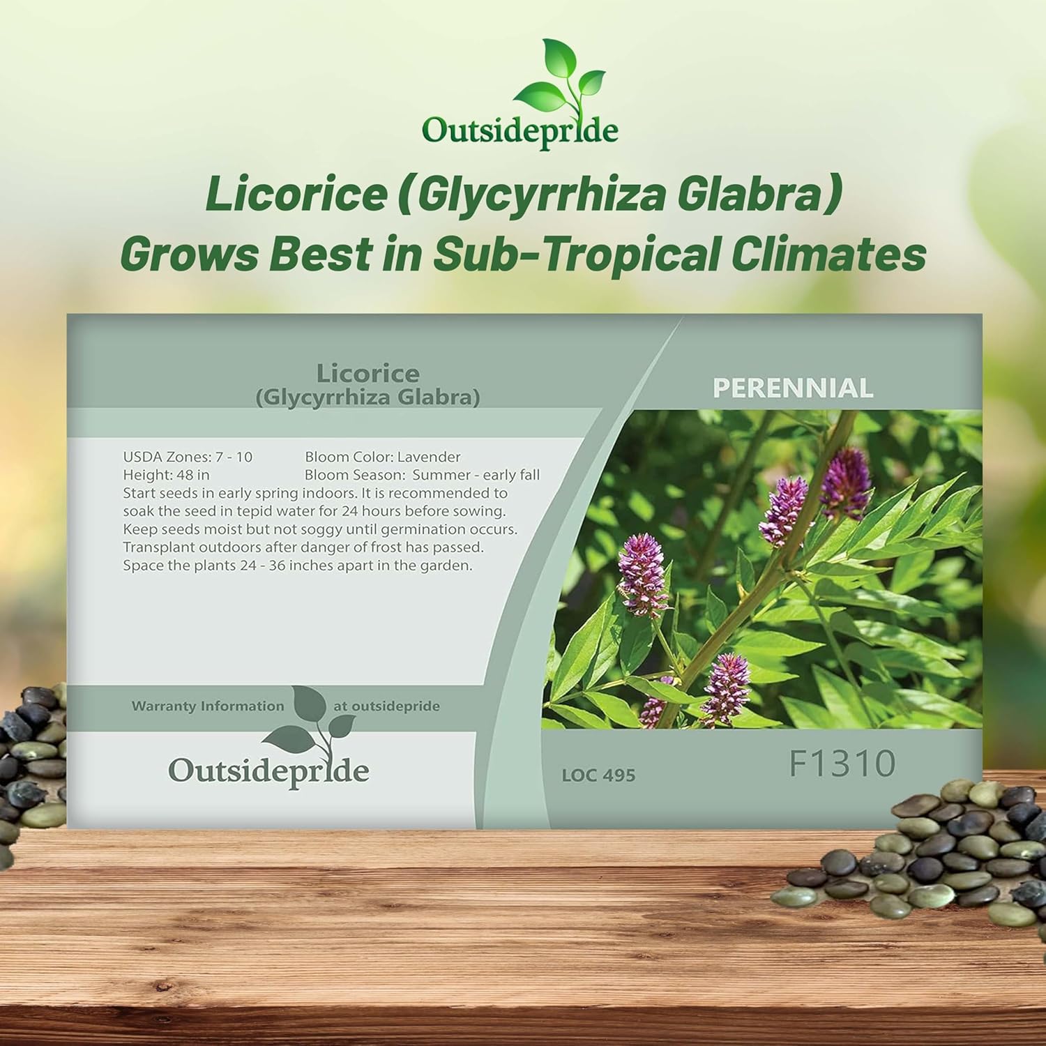 Spanish Licorice Seed Packet For Planting