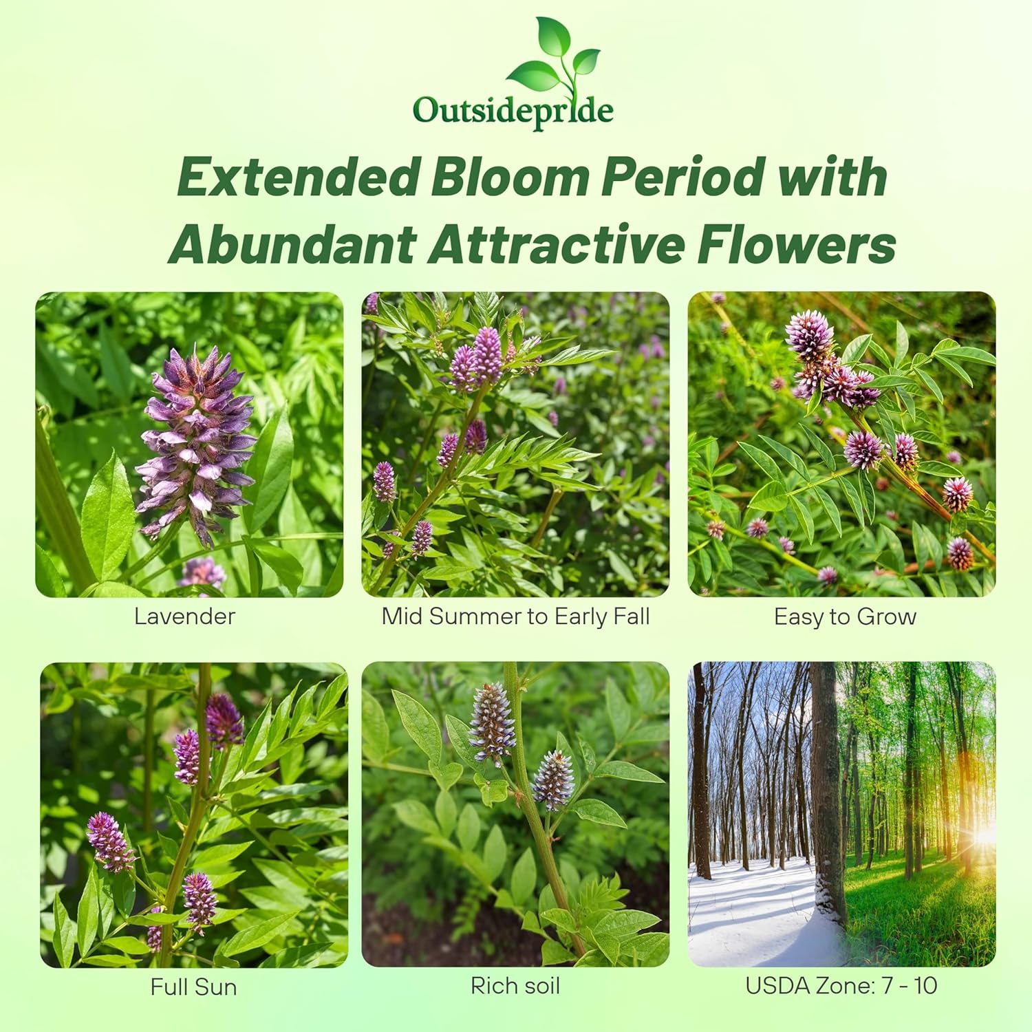 Glycyrrhiza Glabra Spanish Licorice