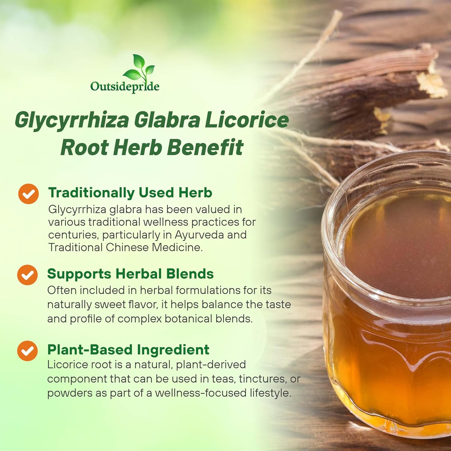Licorice Herb Garden Plant
