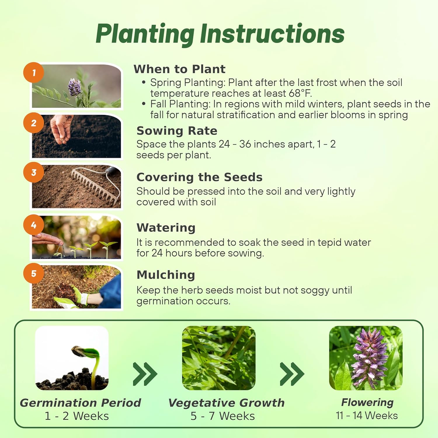 Spanish Licorice Planting Directions