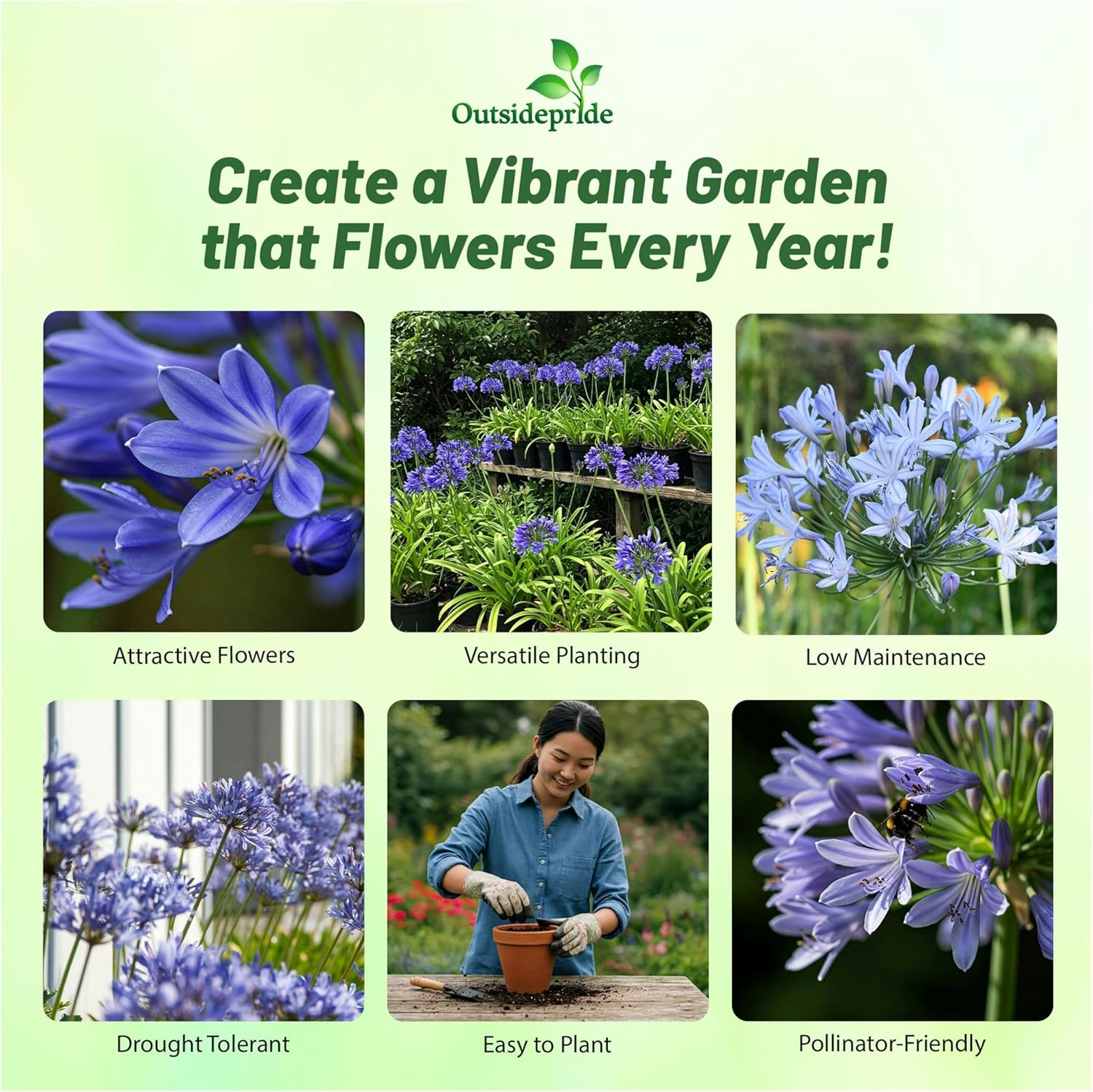 Agapanthus Headbourne Blue Lily