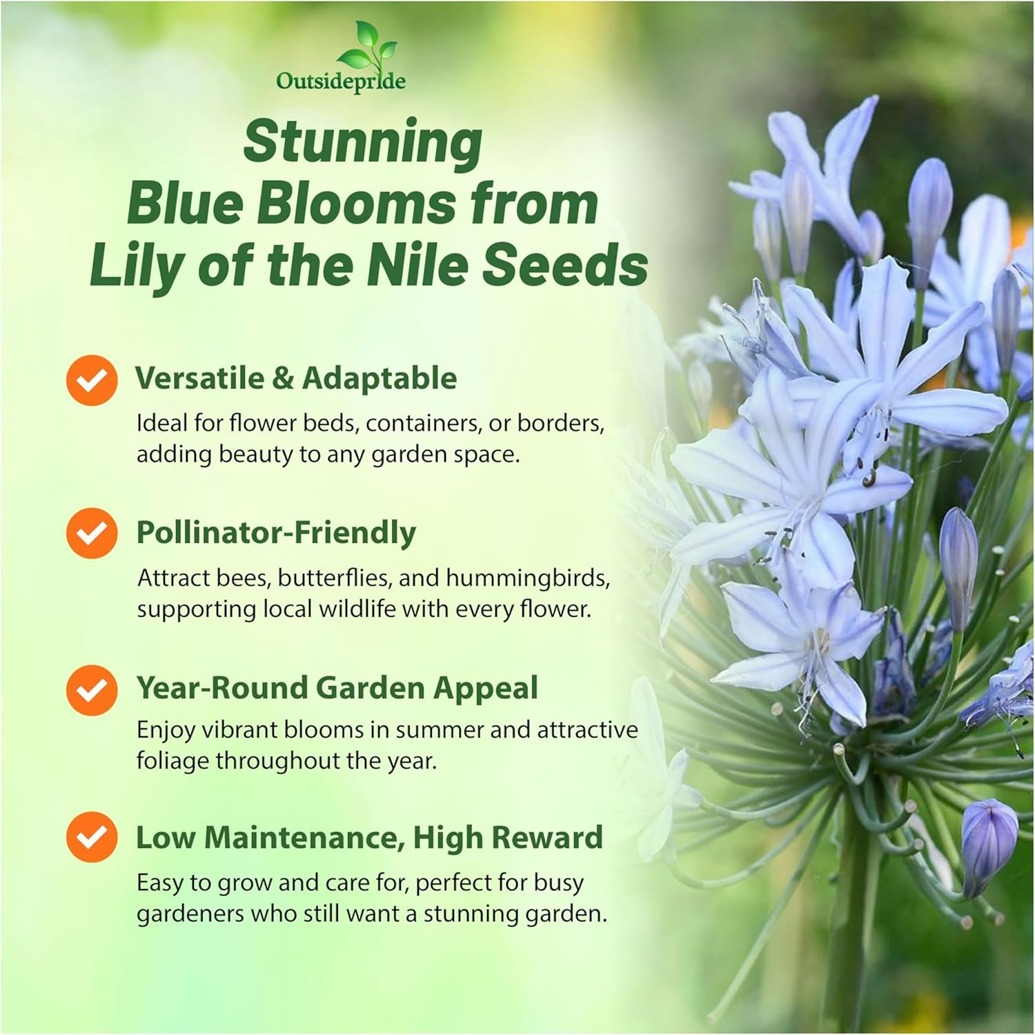 Lily of the Nile Flower Seed