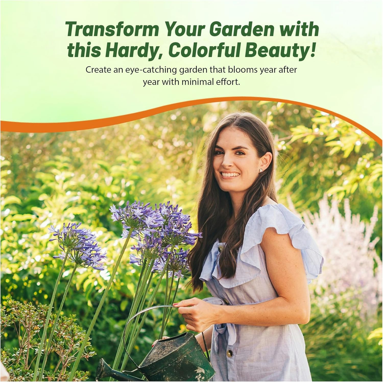 African Blue Lily Flower Container Plants