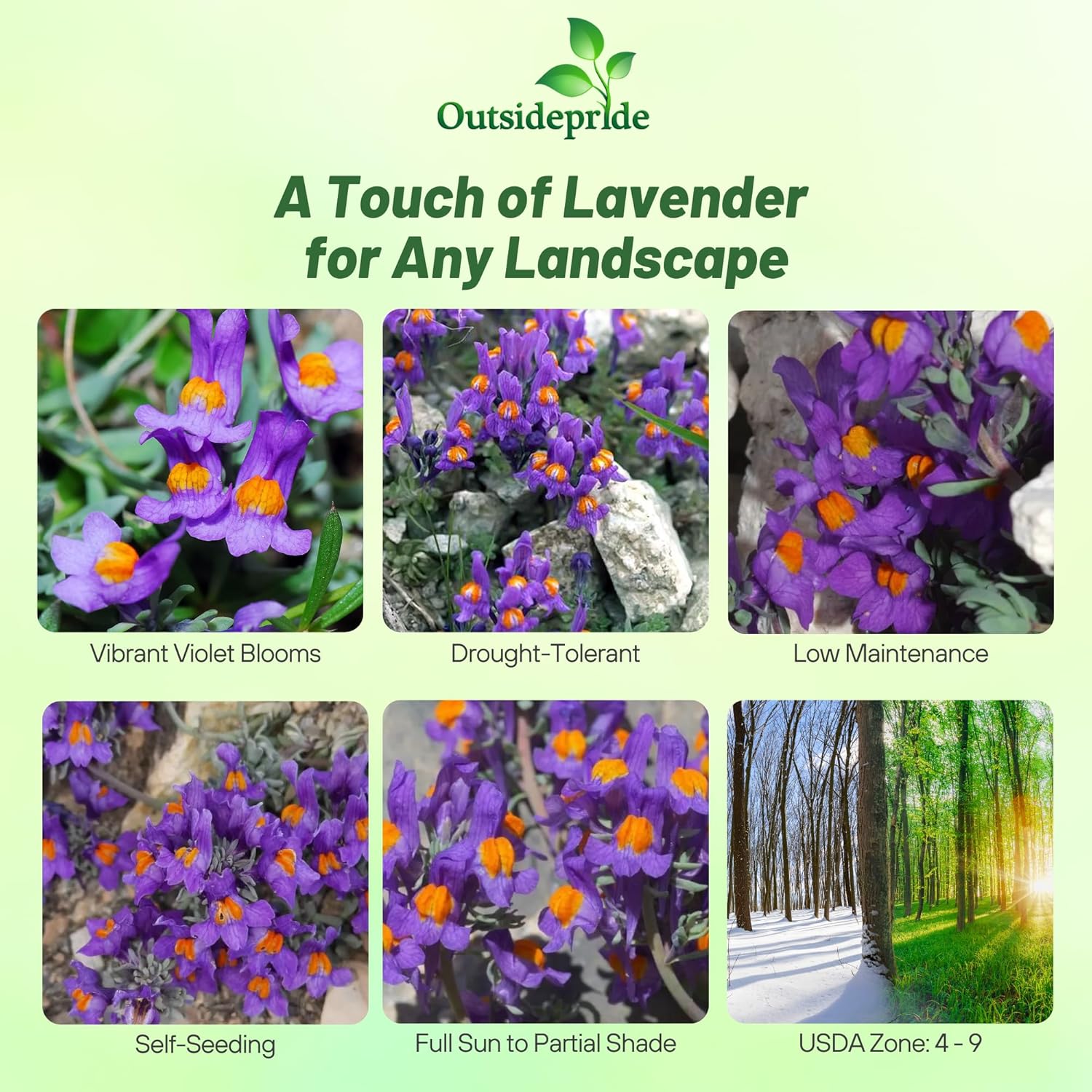 Alpine Toadflax Dwarf Ground Cover