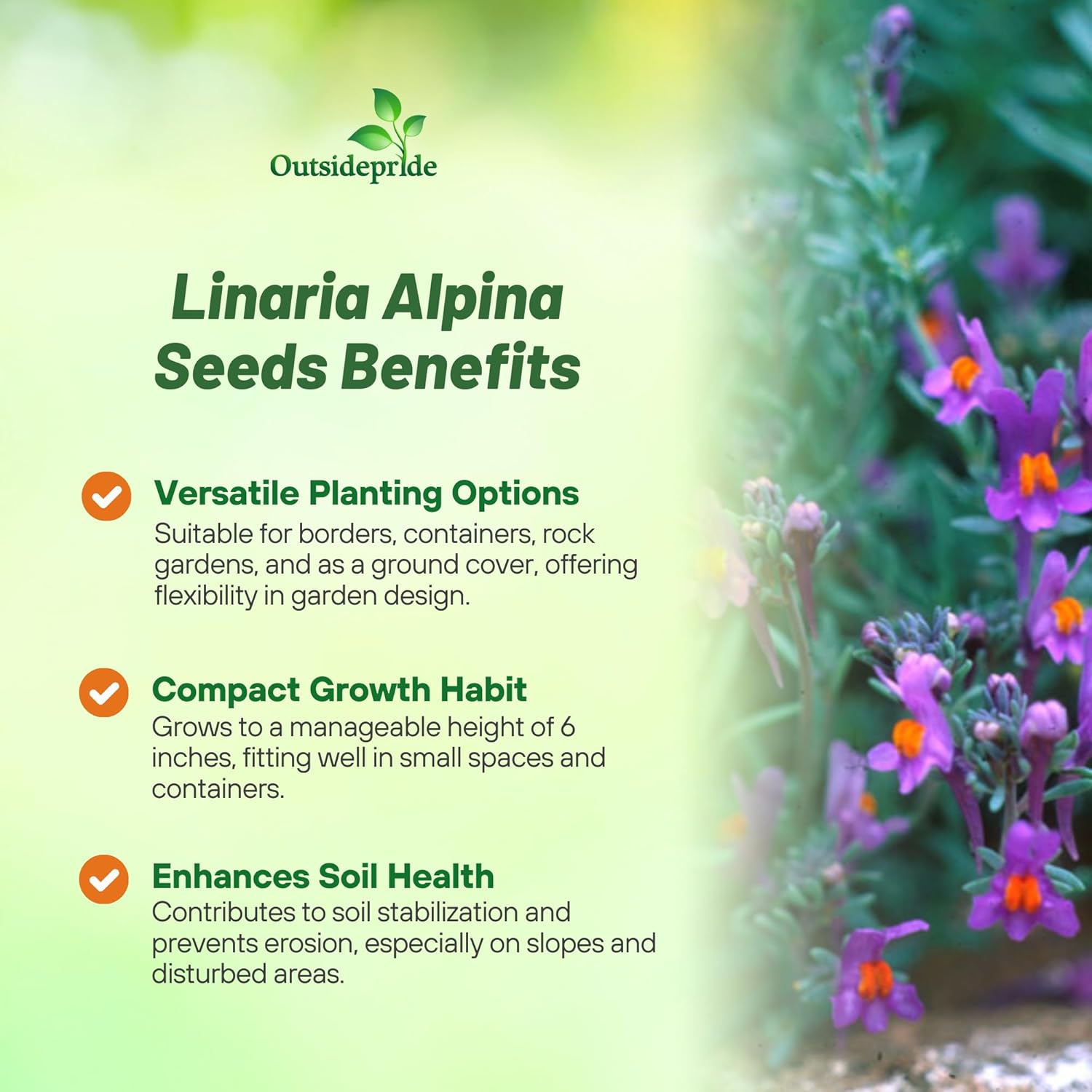 Linaria Alpina Spreading Ground Cover